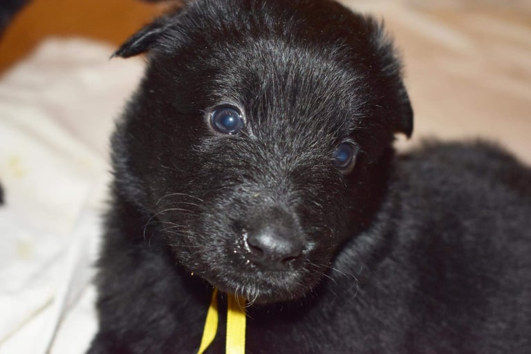 4 weeks old 3