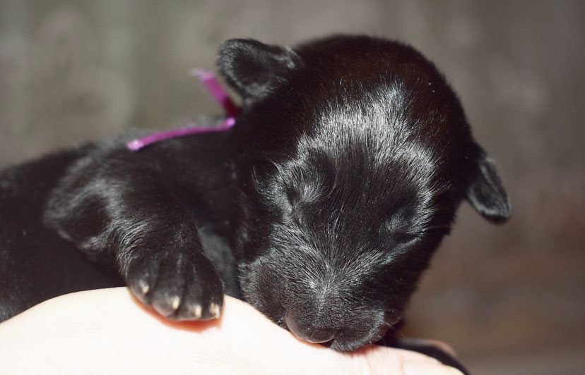 1 week old 1