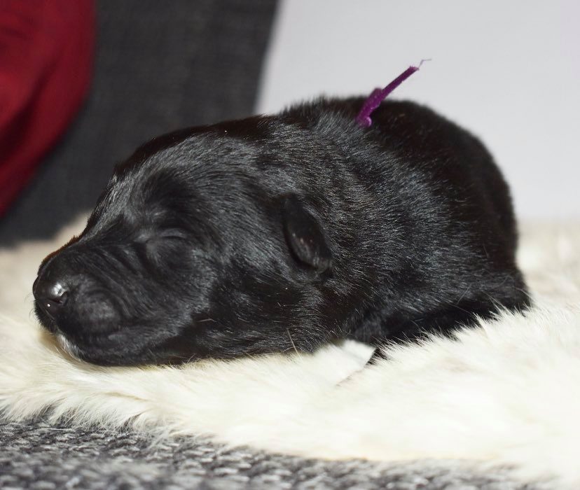 1 week old 3