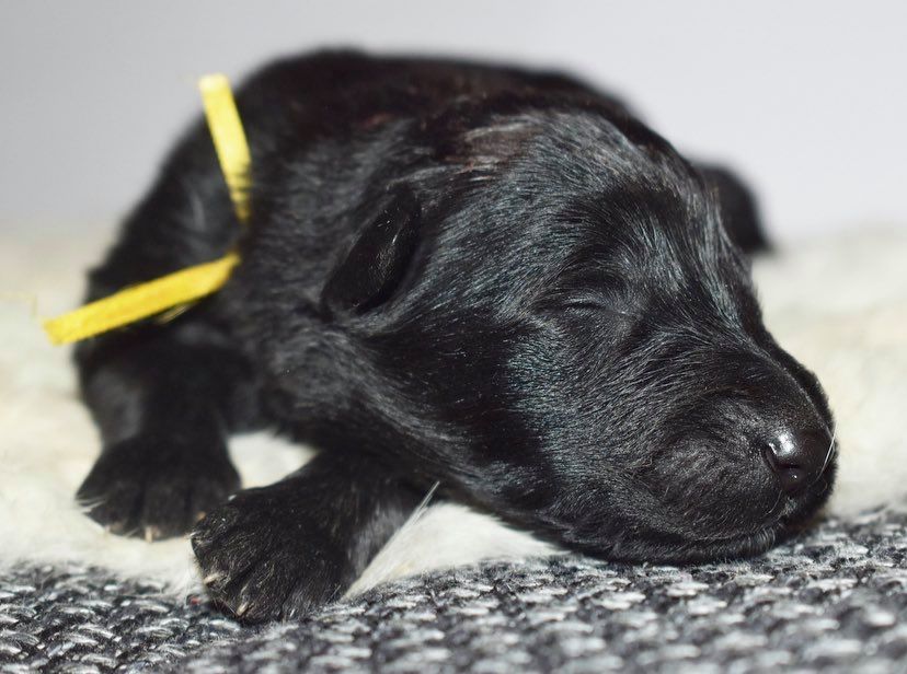 1 week old 1