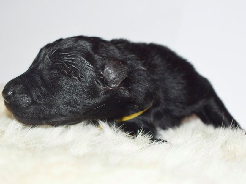 1 week old 2