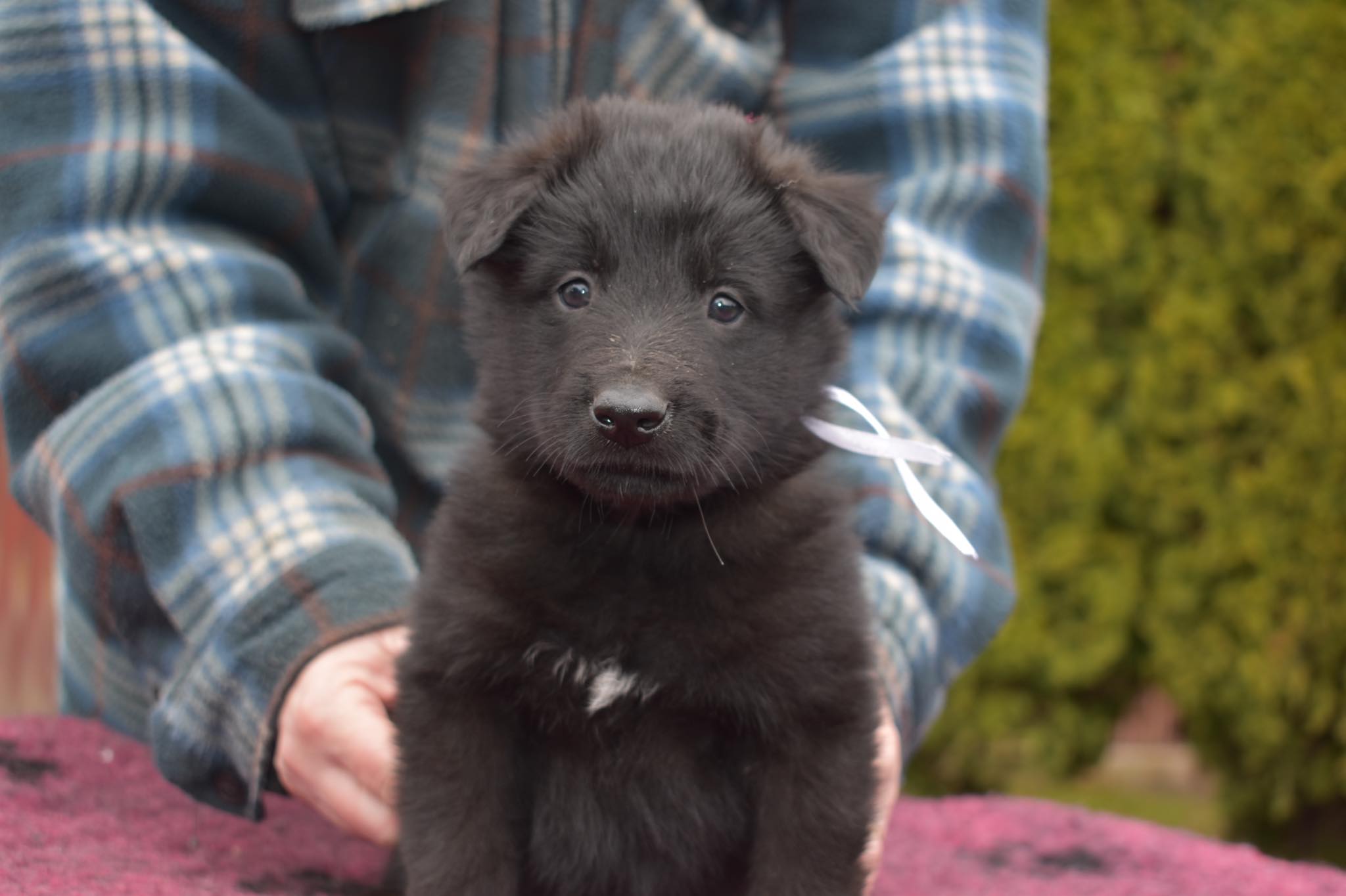 5 weeks old