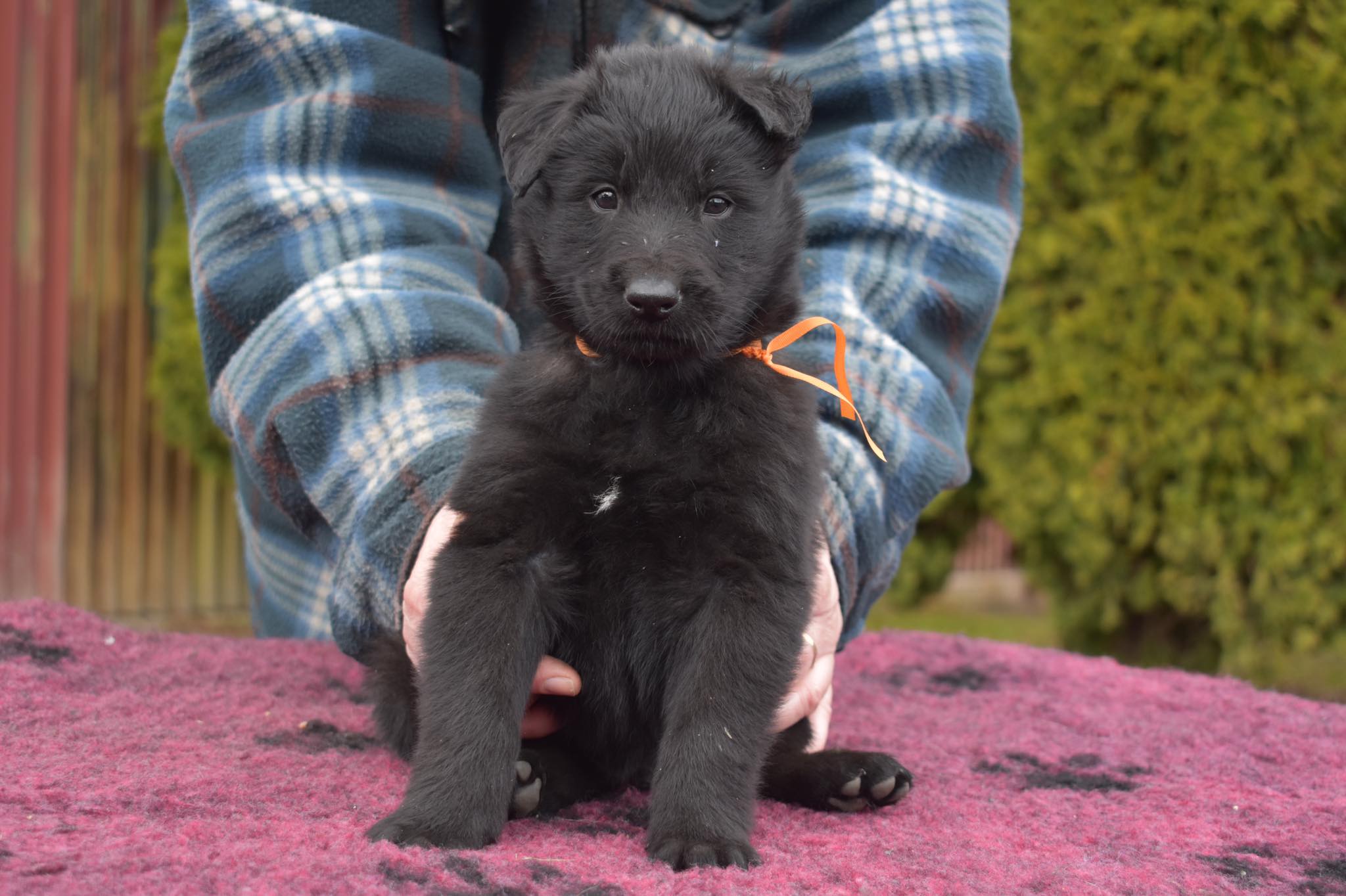 5 weeks old 1