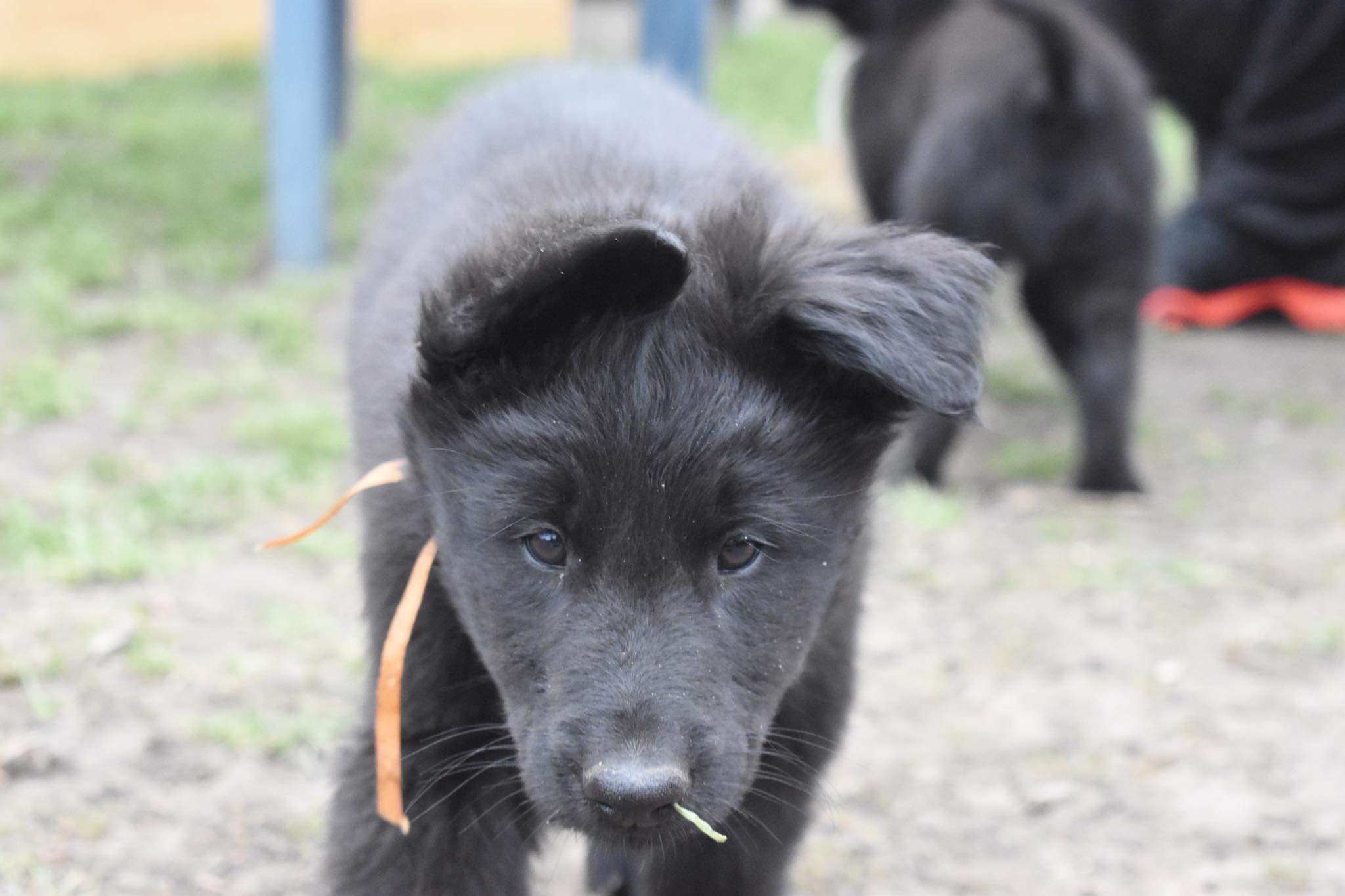 8 weeks old 1