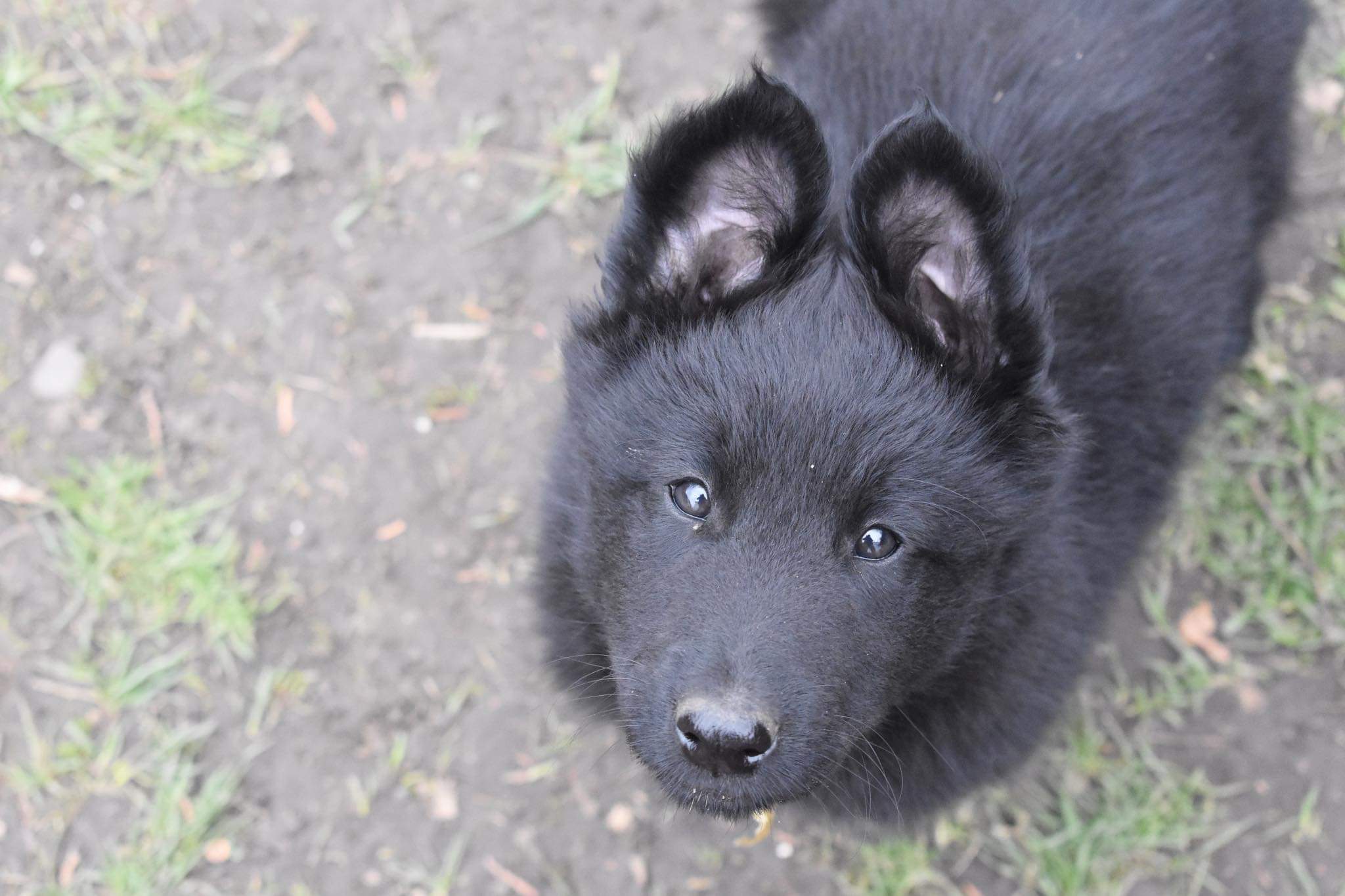 8 weeks old 1