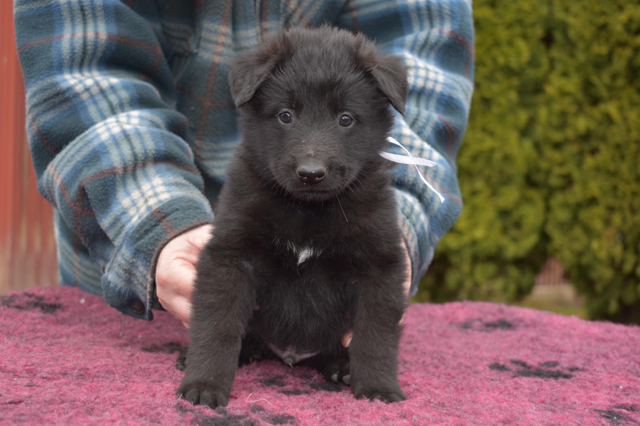 5 weeks old