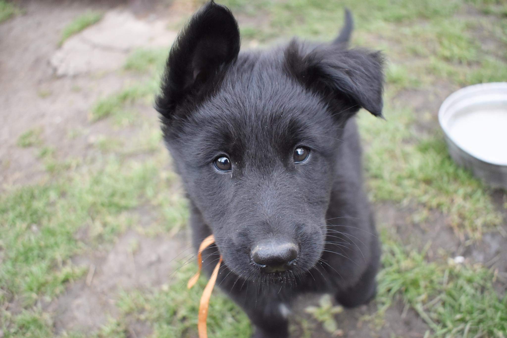 8 weeks old 2