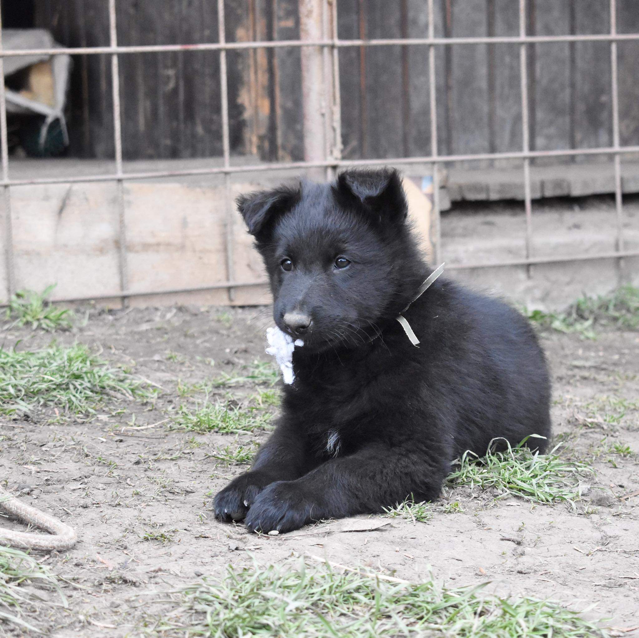 8 weeks old