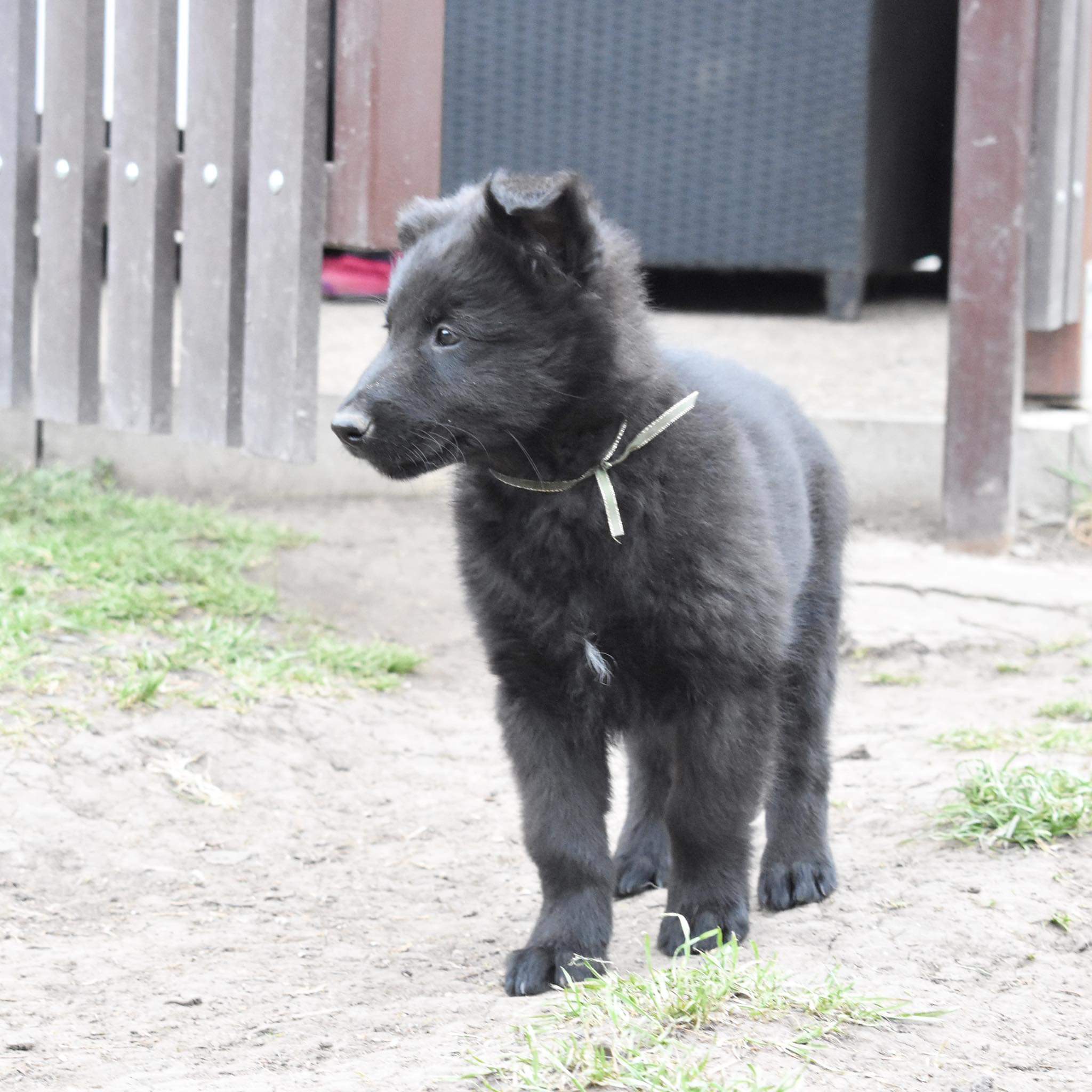 8 weeks old