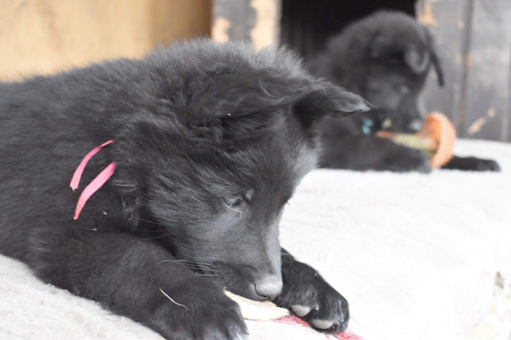 8 weeks old 2