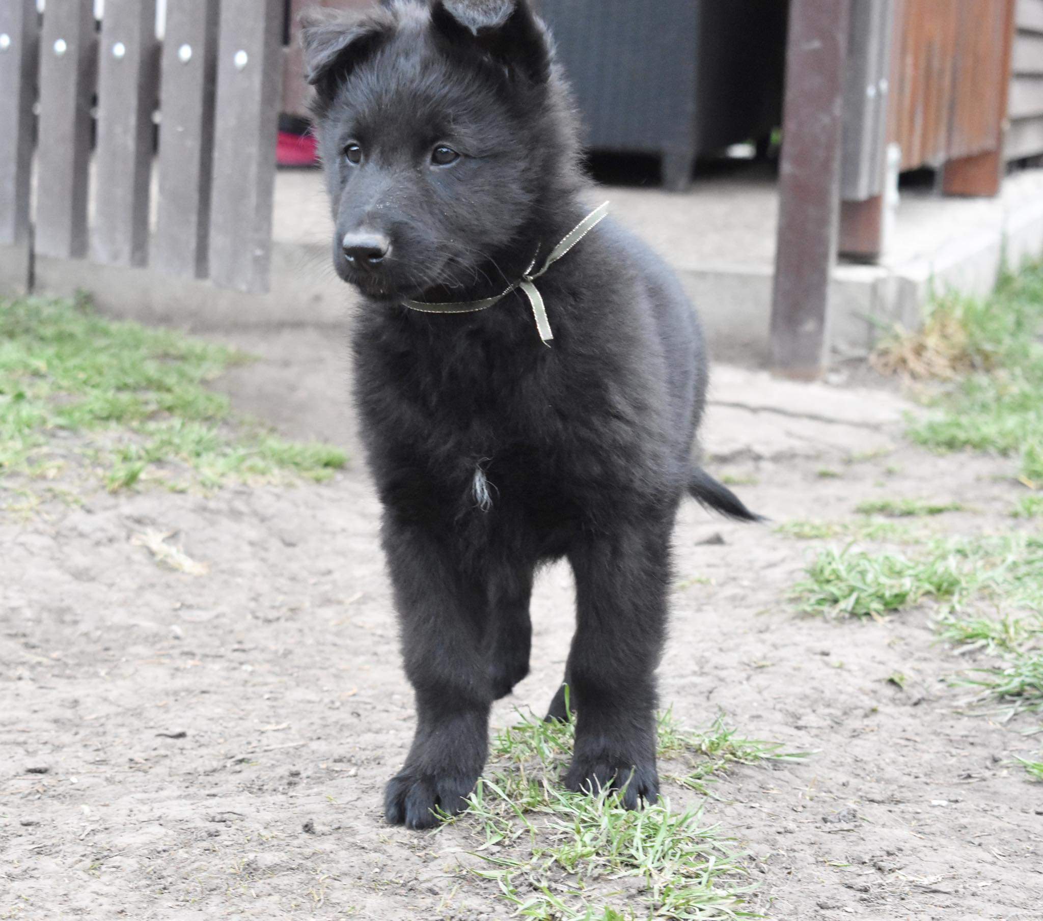 8 weeks old