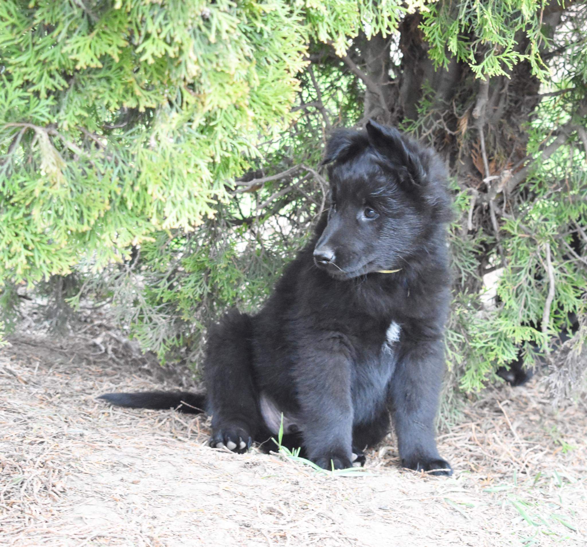 8 weeks old 2