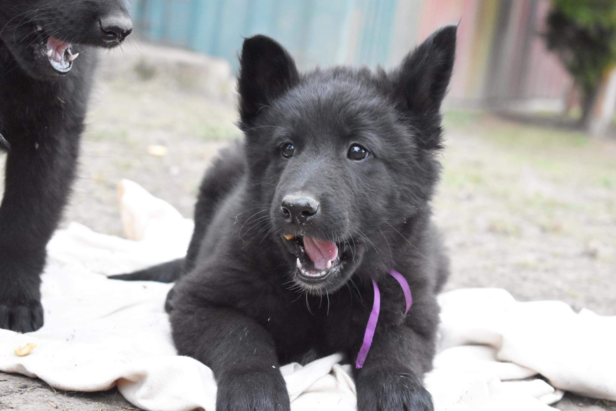 8 weeks old 1