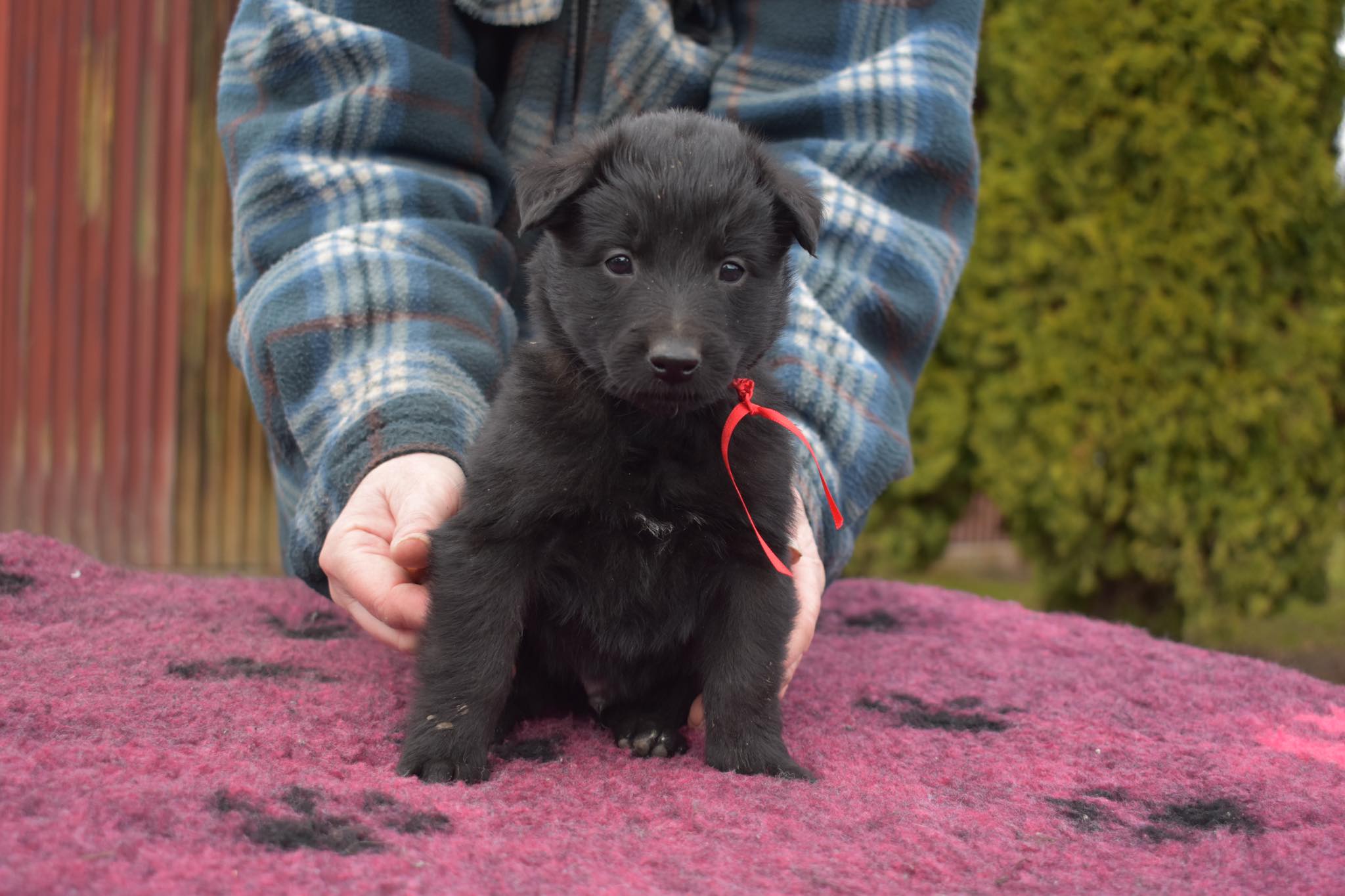 5 weeks old 2