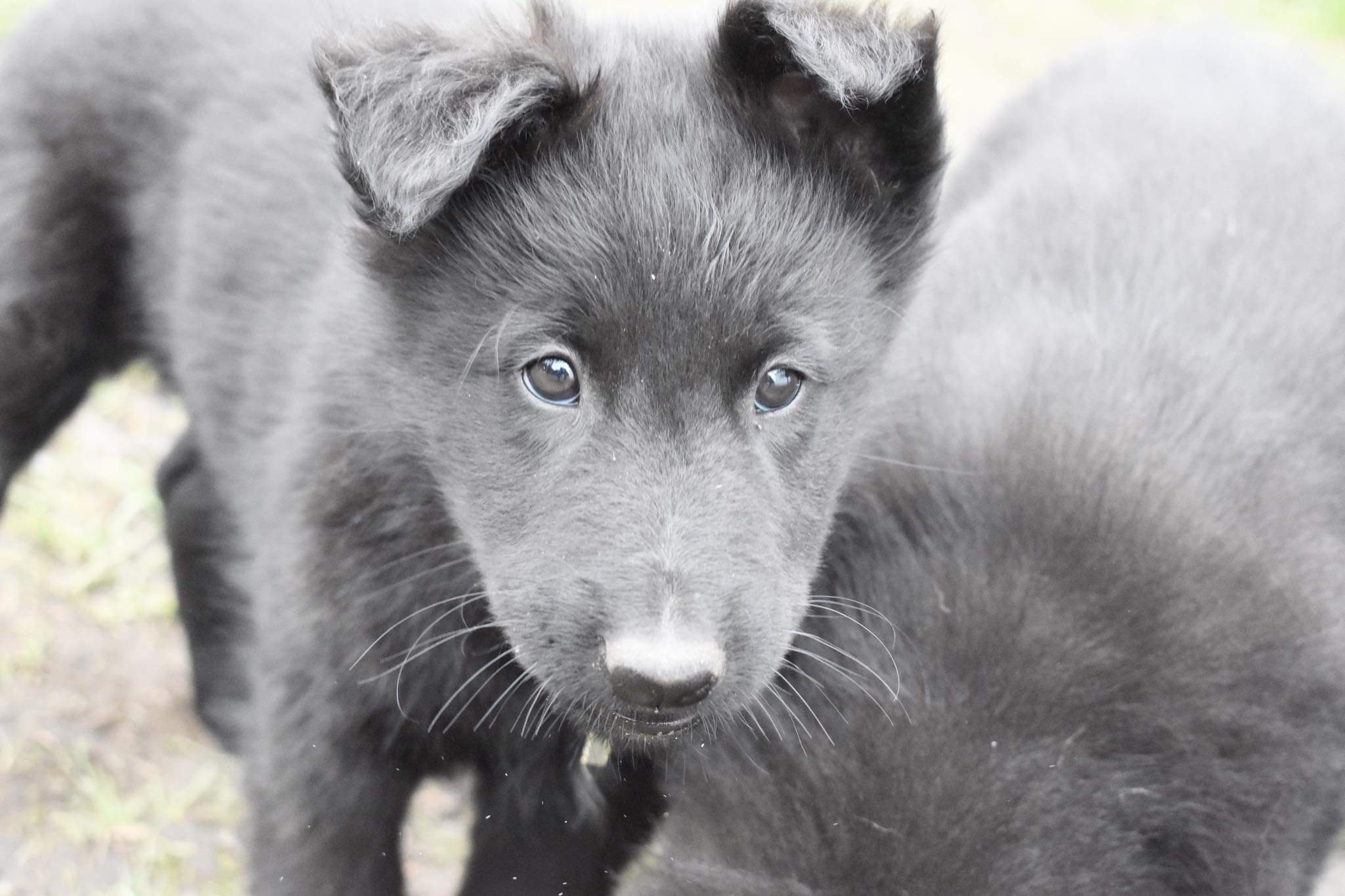 8 weeks old
