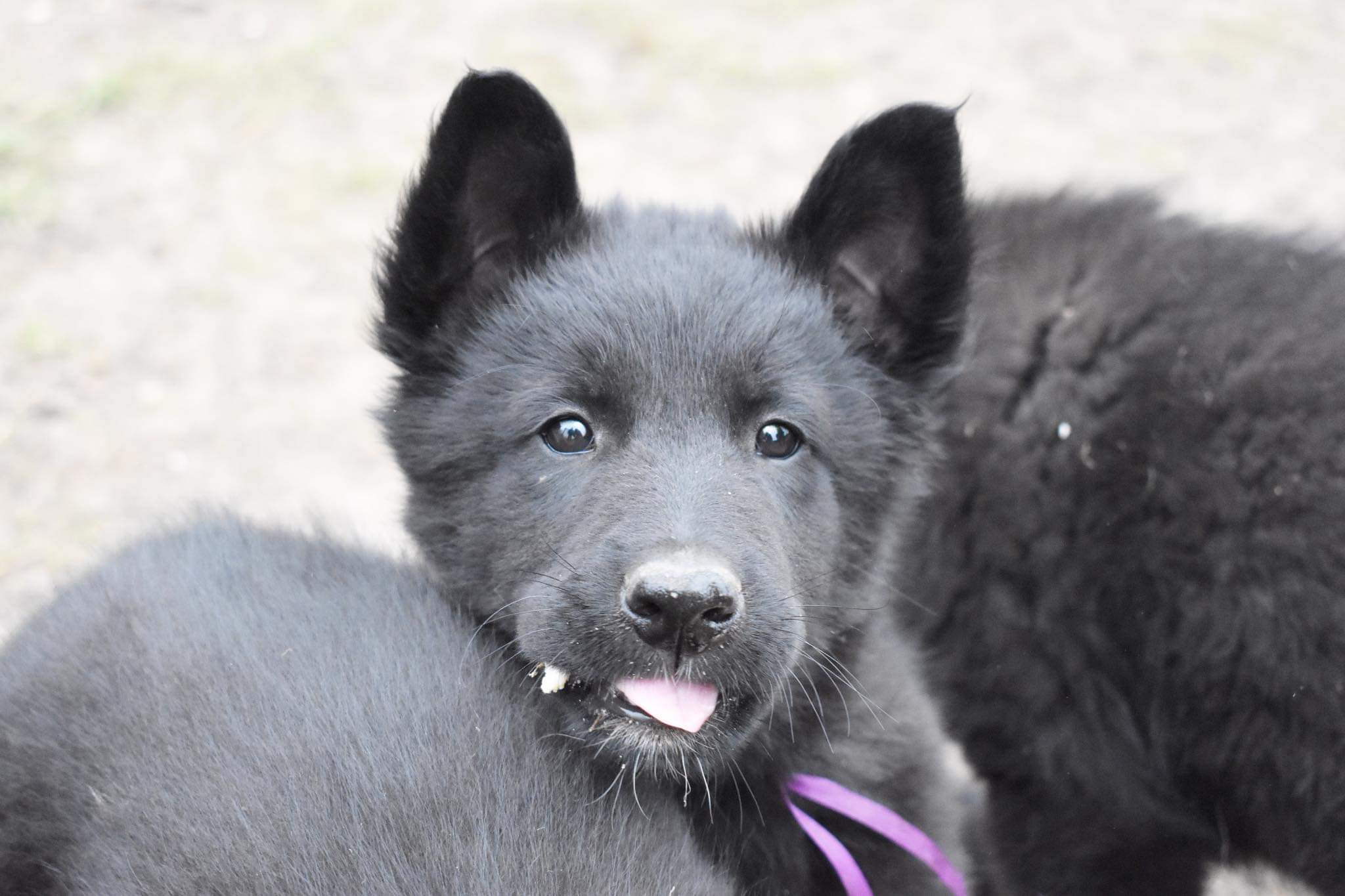 8 weeks old 2