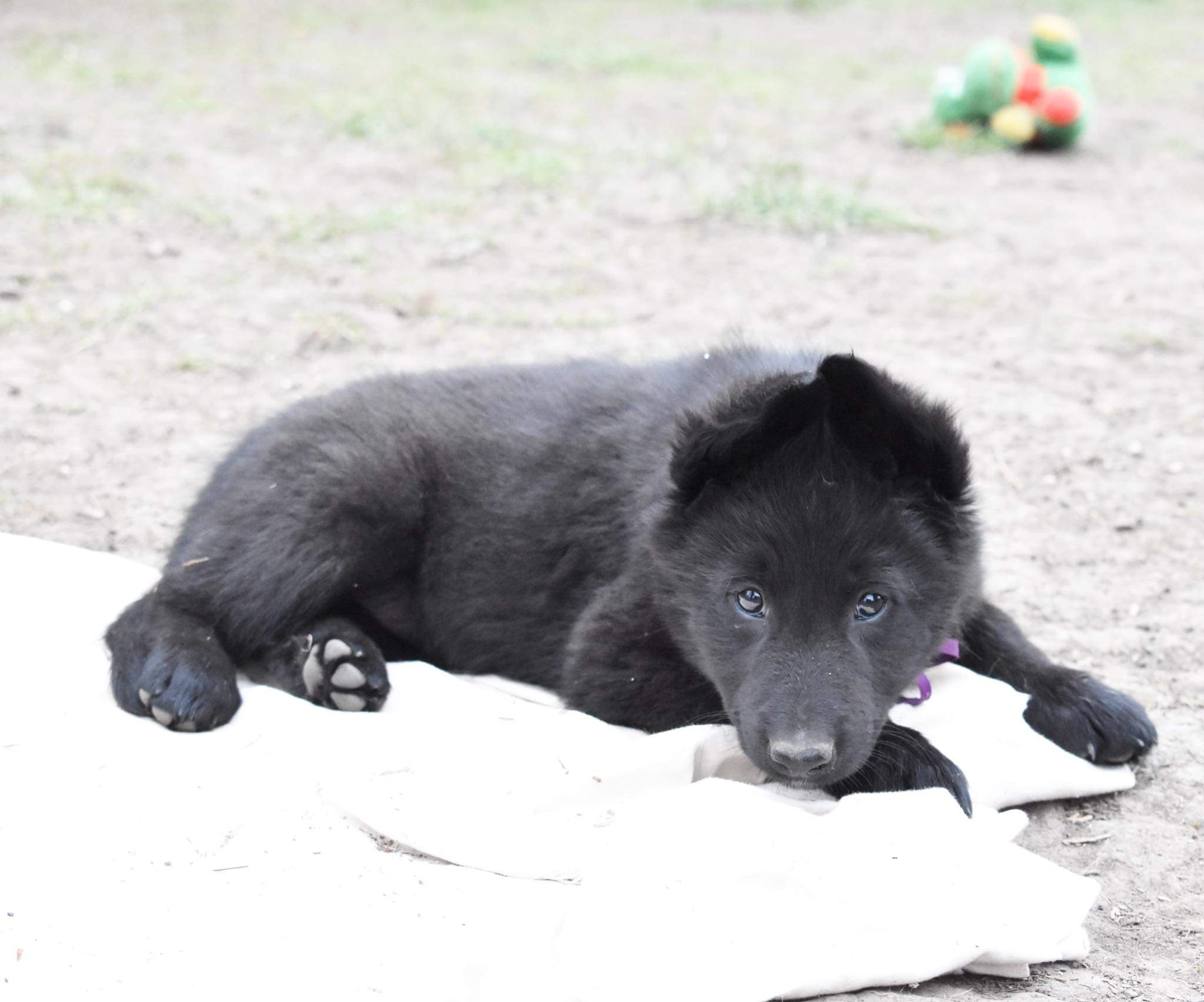 8 weeks old 3