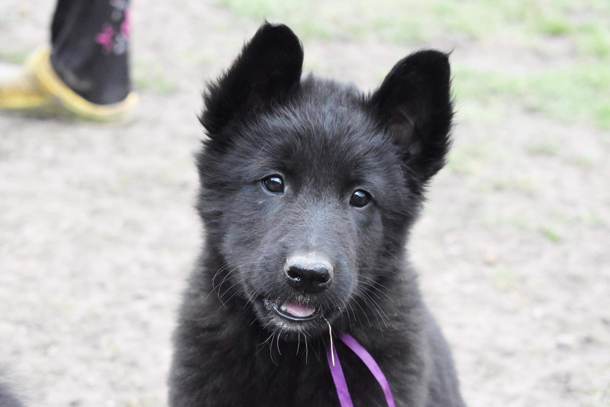 8 weeks old 4