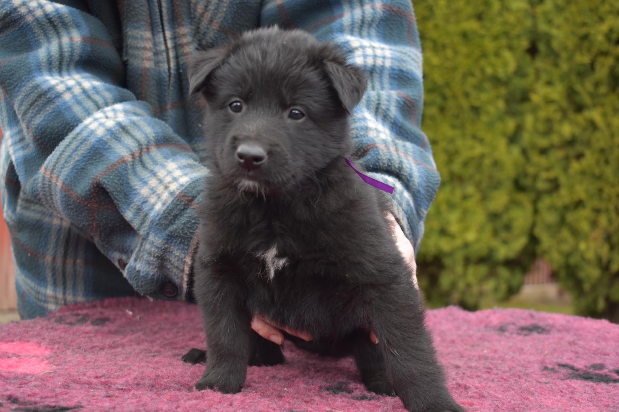 5 weeks old 2
