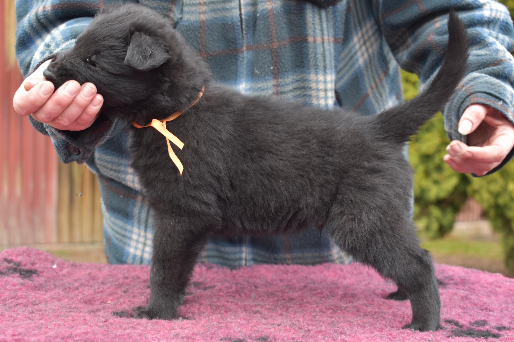 5 weeks old 2