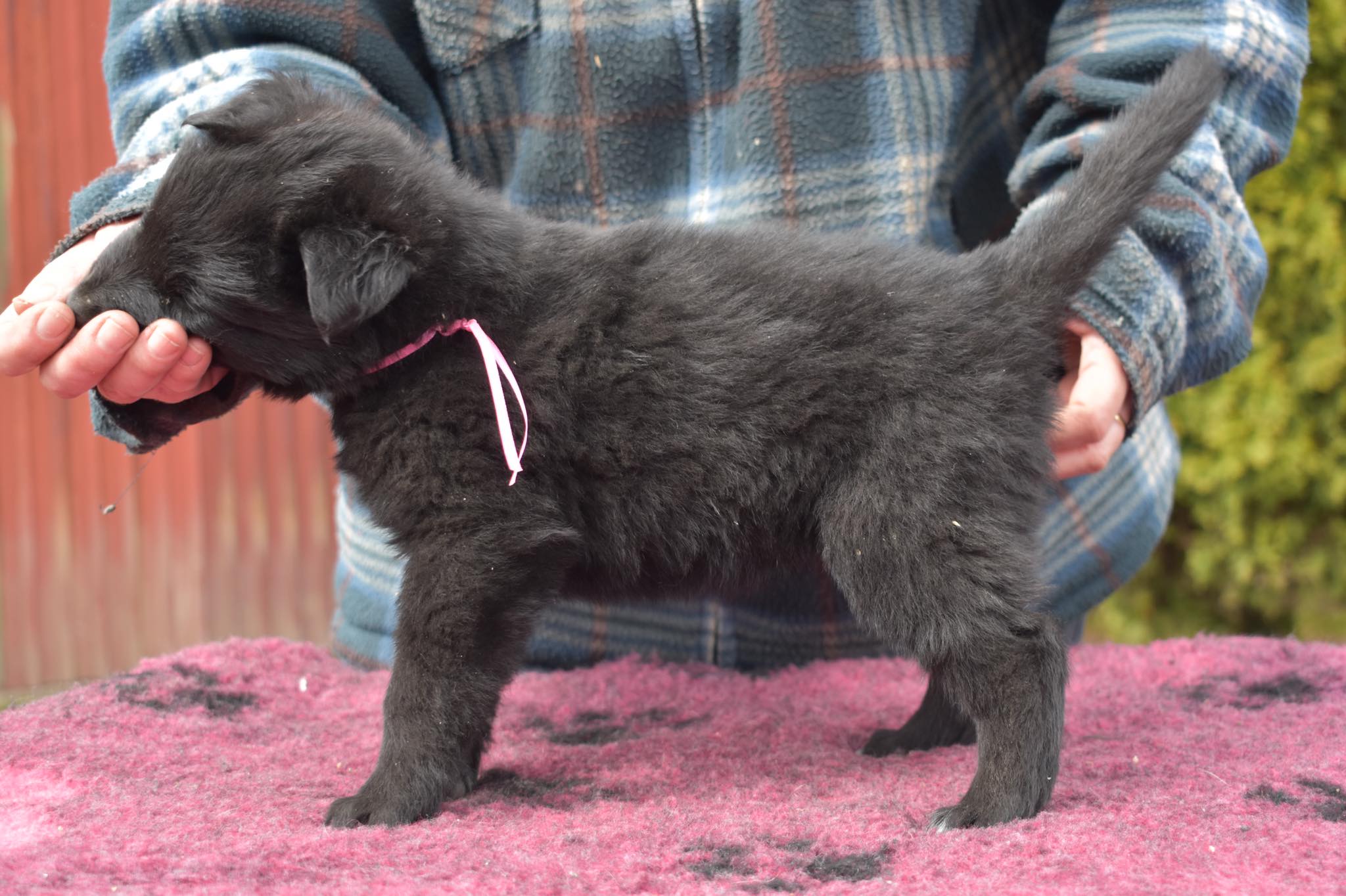 5 weeks old 1