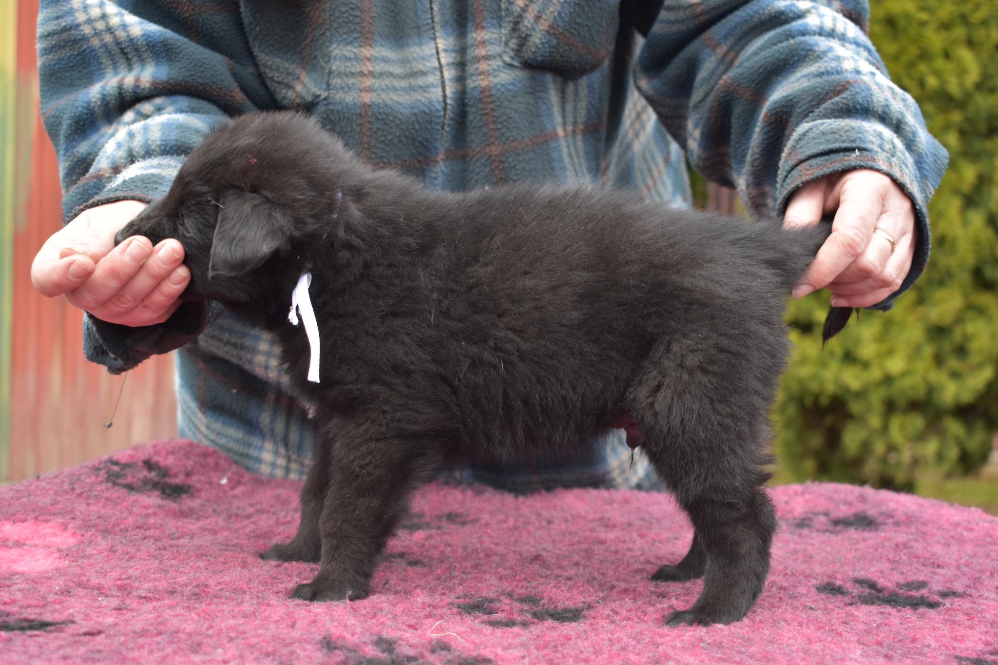 5 weeks old