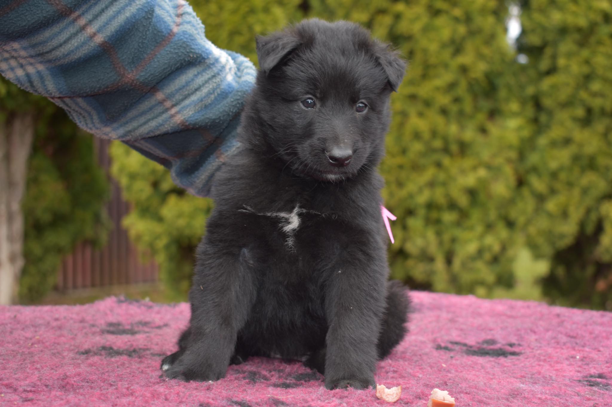 5 weeks old 2