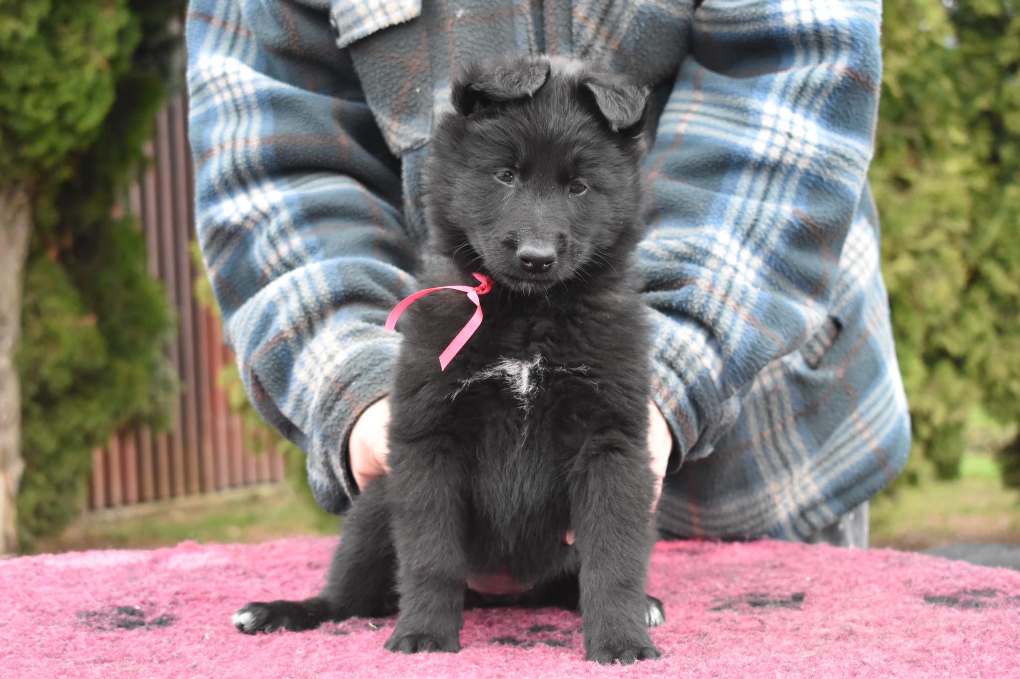 6 weeks old 1