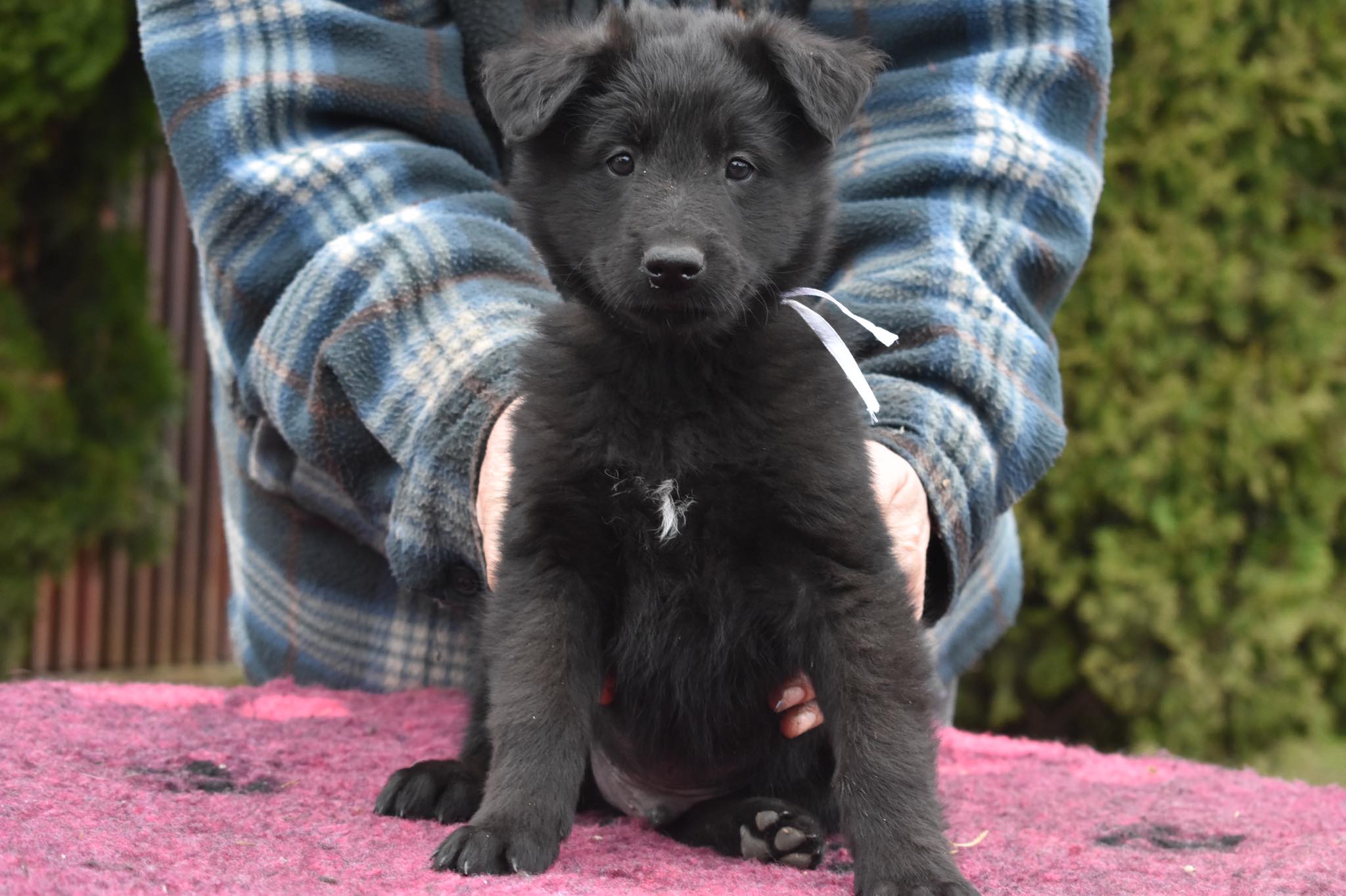 6 weeks old