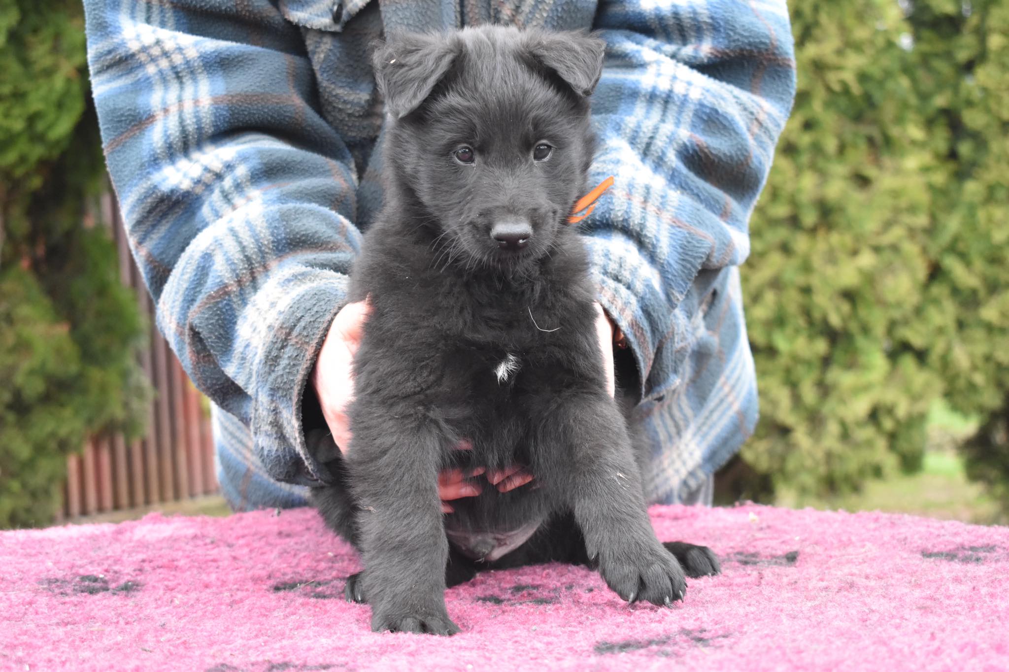 6 weeks old 1