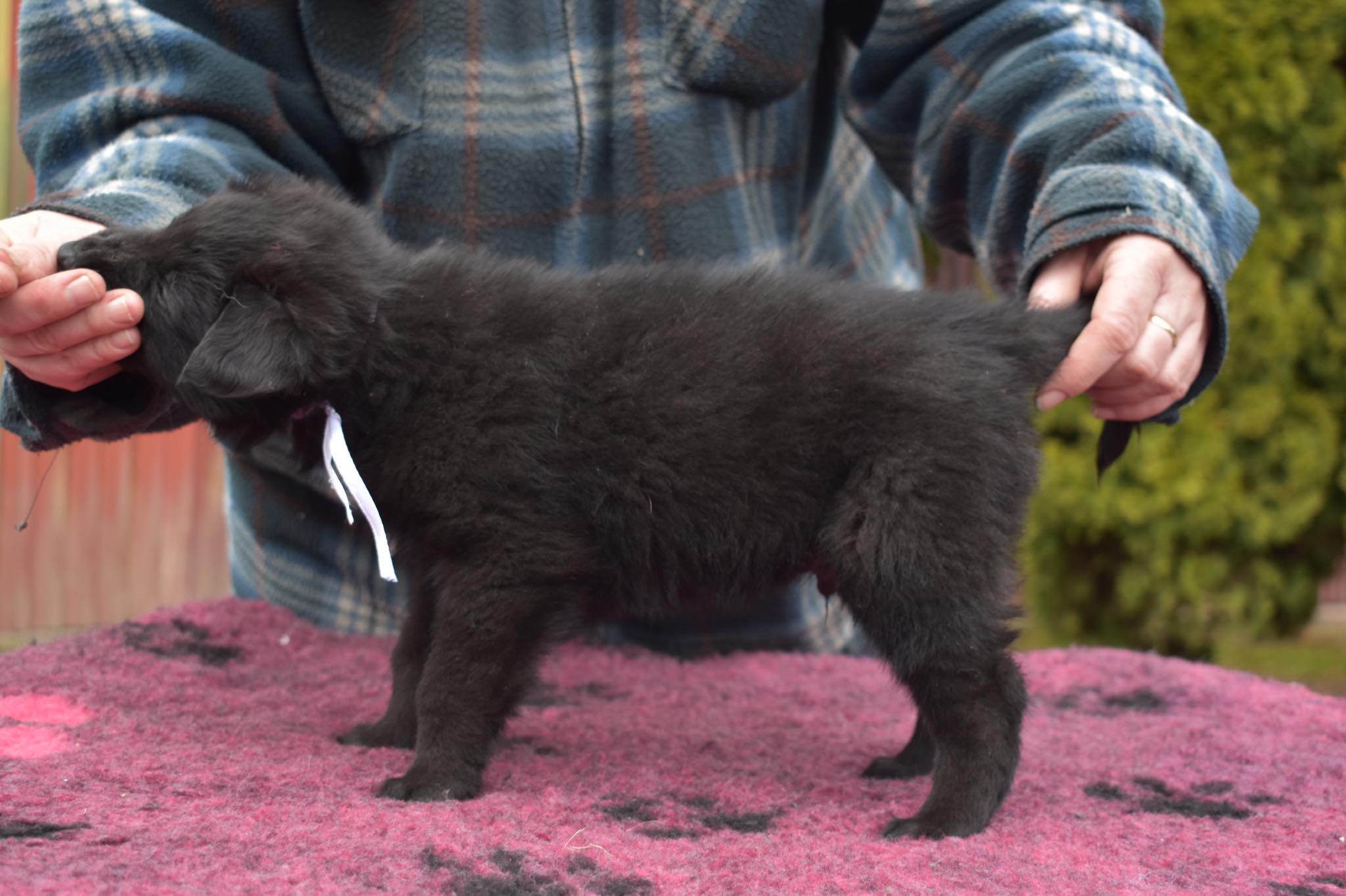 5 weeks old