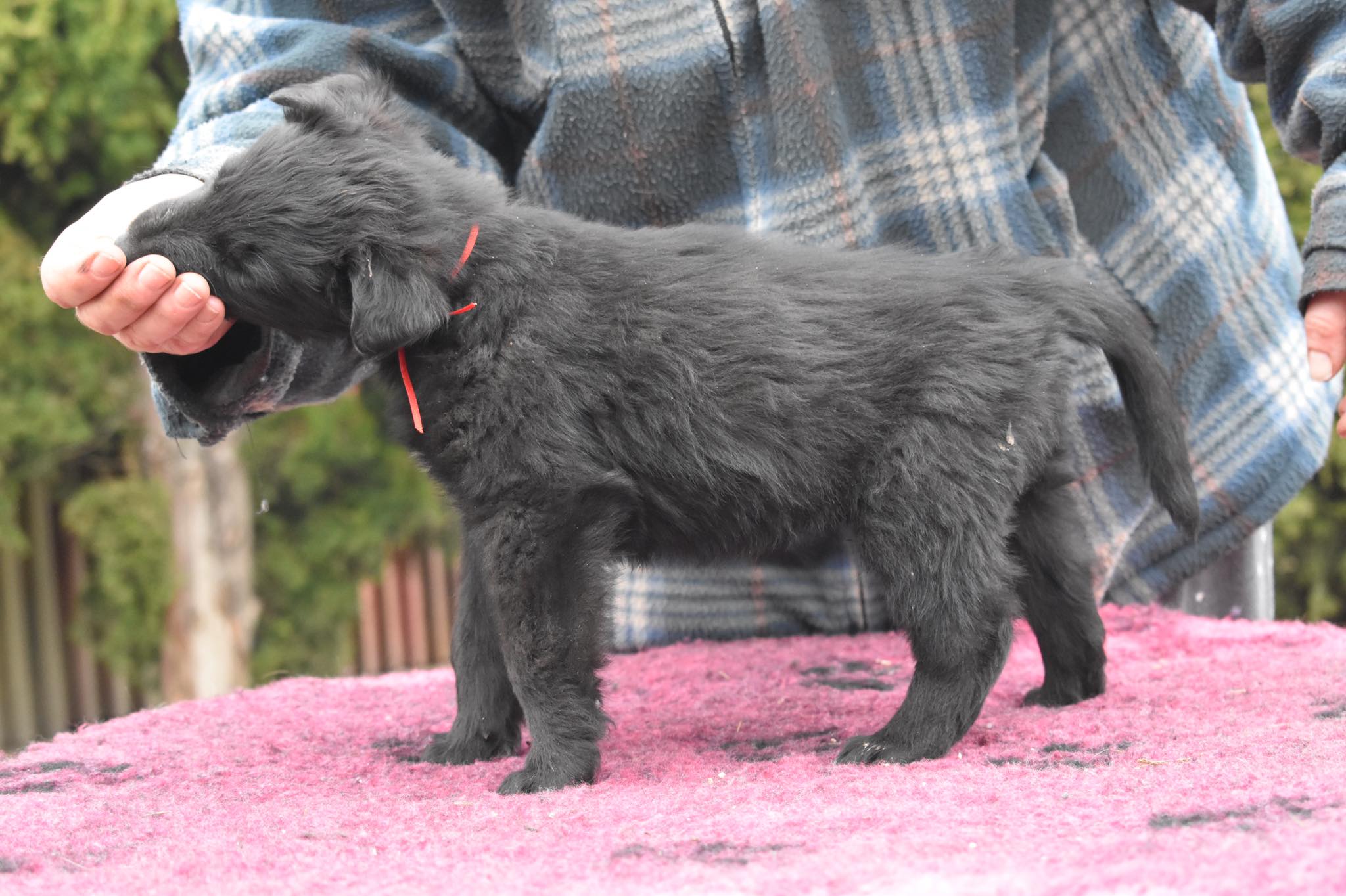 6 weeks old 1