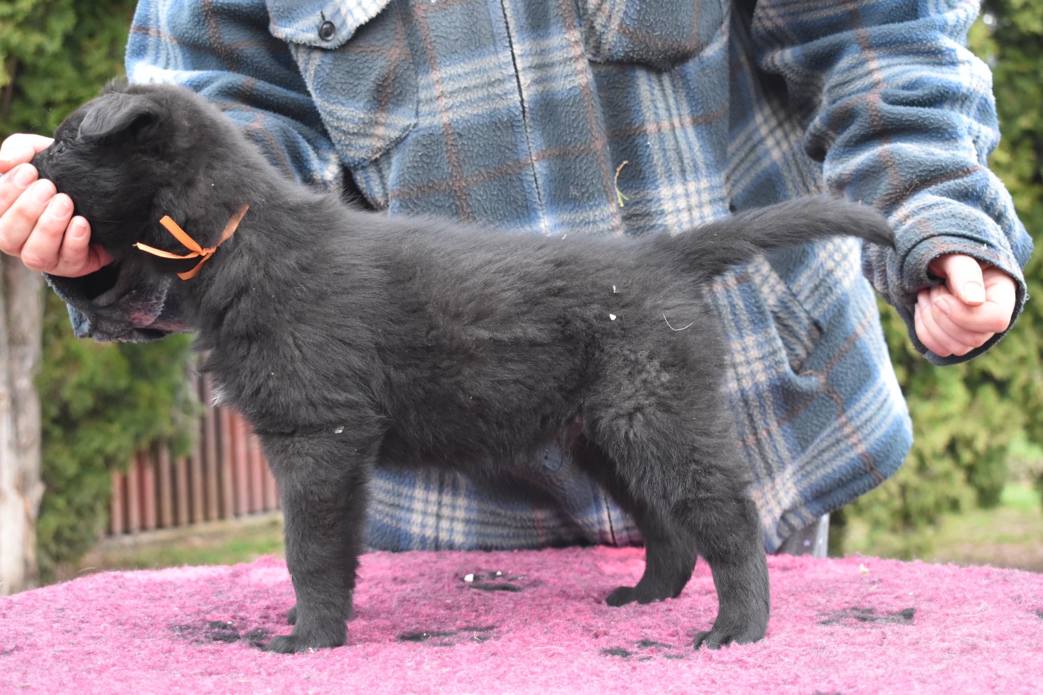 6 weeks old 2
