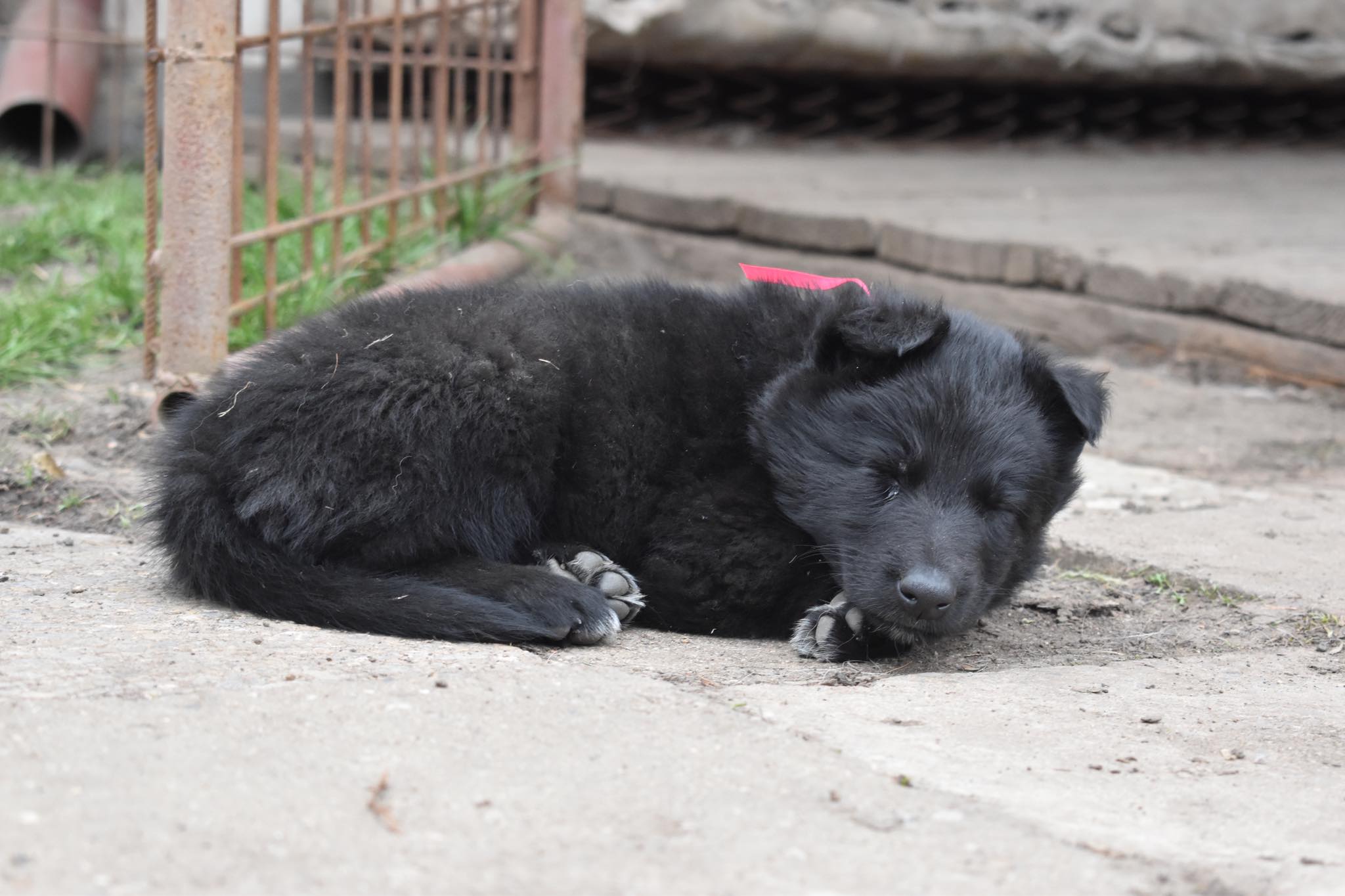 6 weeks old 2
