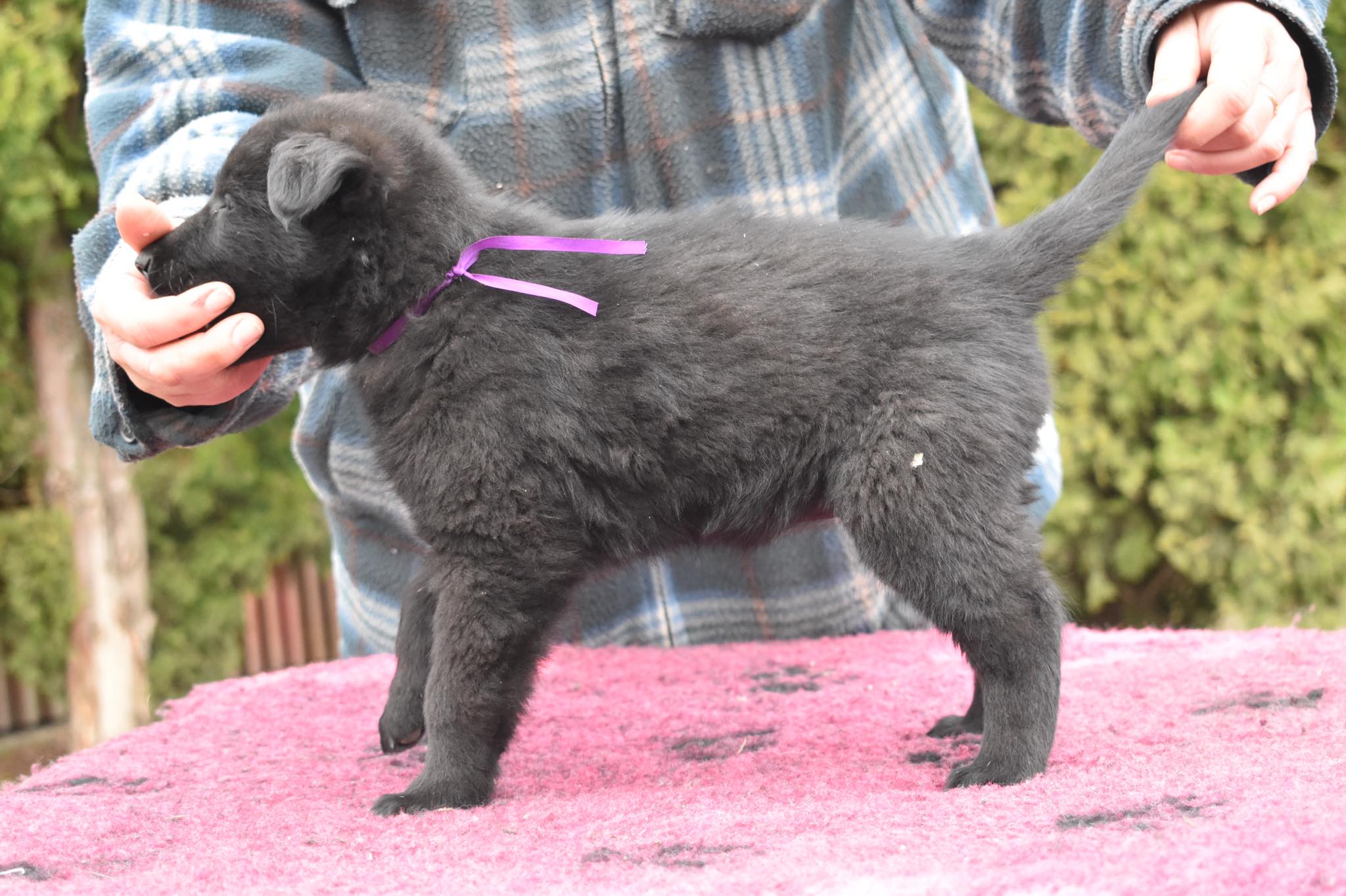 6 weeks old 1