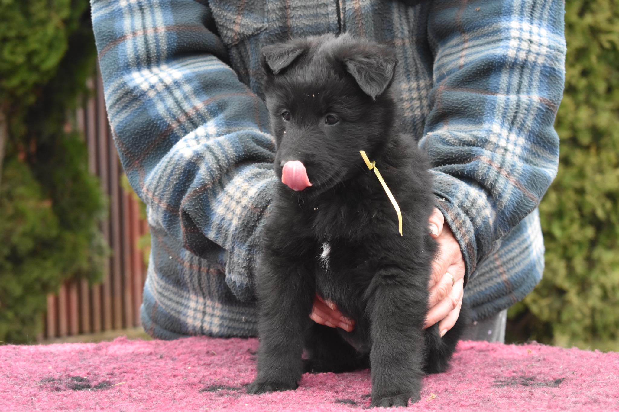 6 weeks old 1
