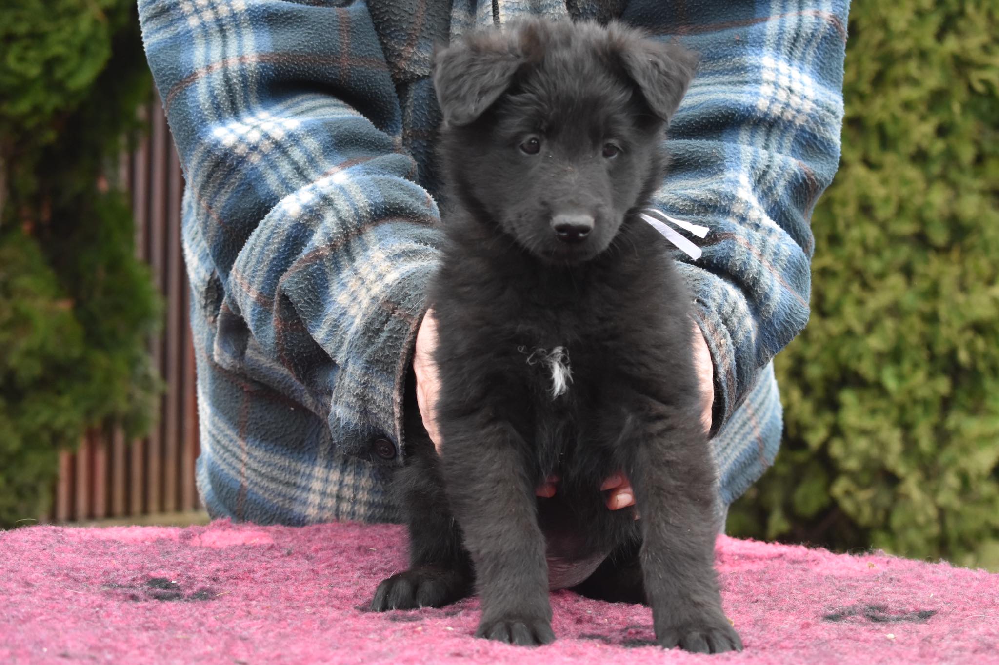 6 weeks old