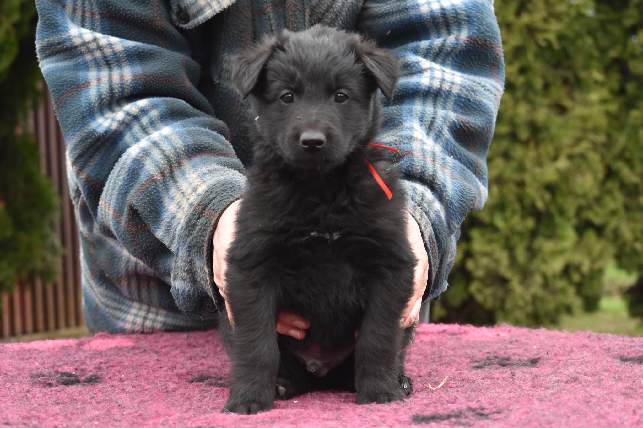 6 weeks old 2