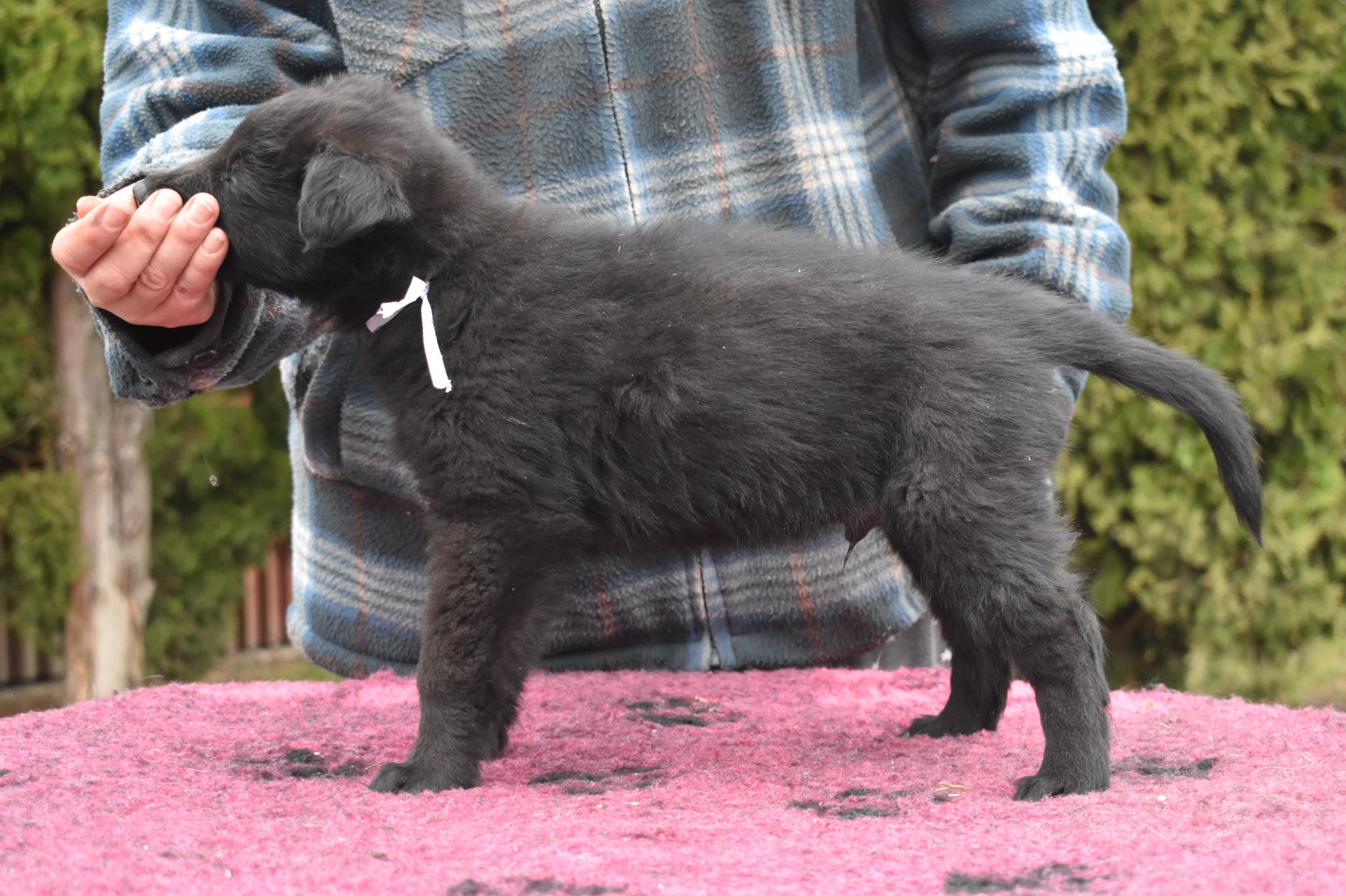 6 weeks old