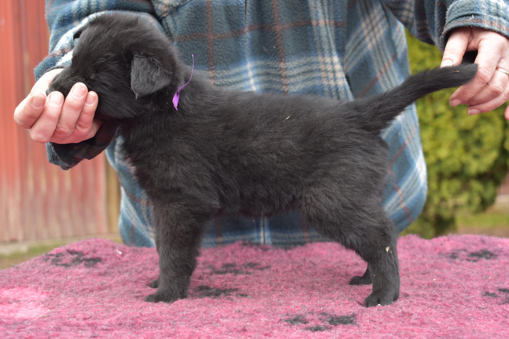 5 weeks old 1