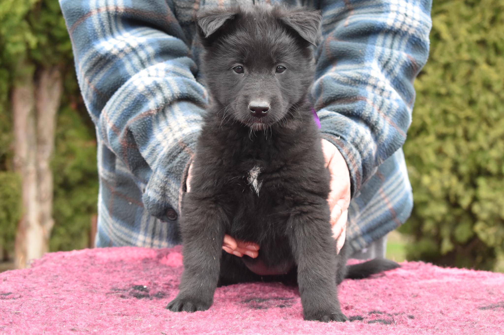 6 weeks old 2