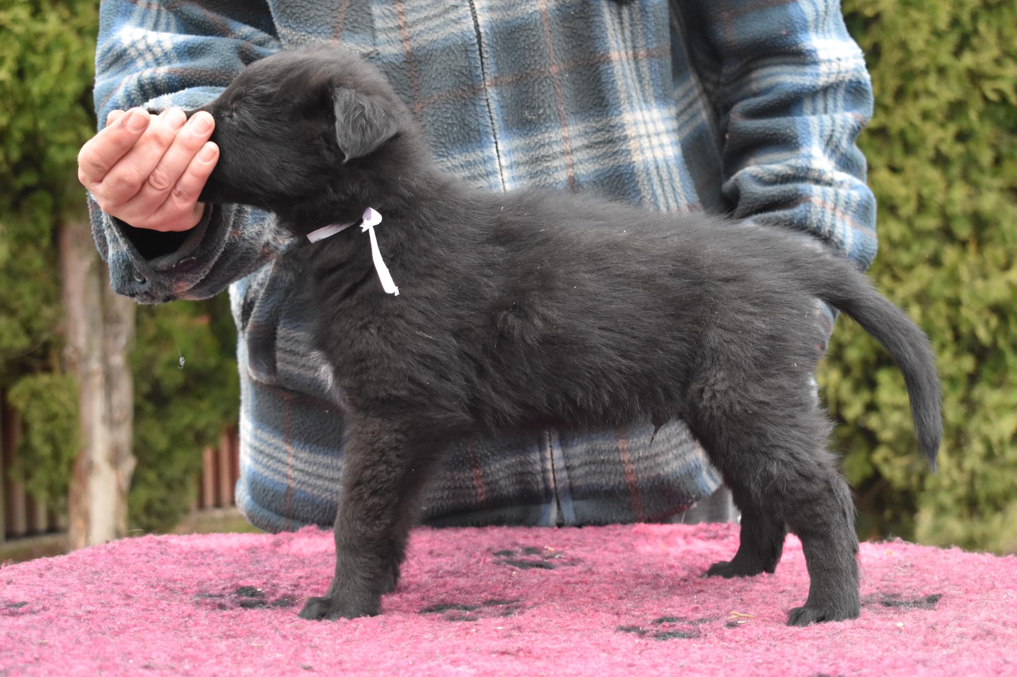 6 weeks old