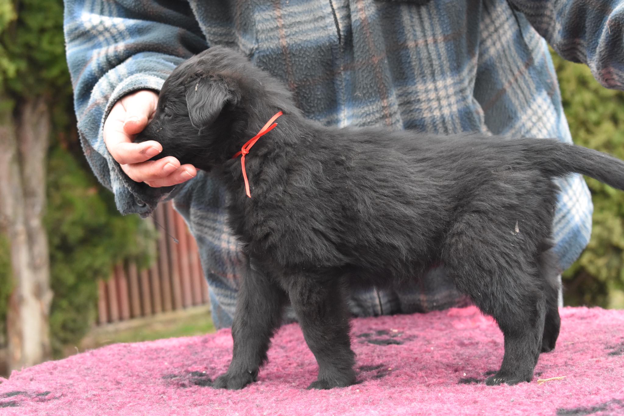 6 weeks old 3