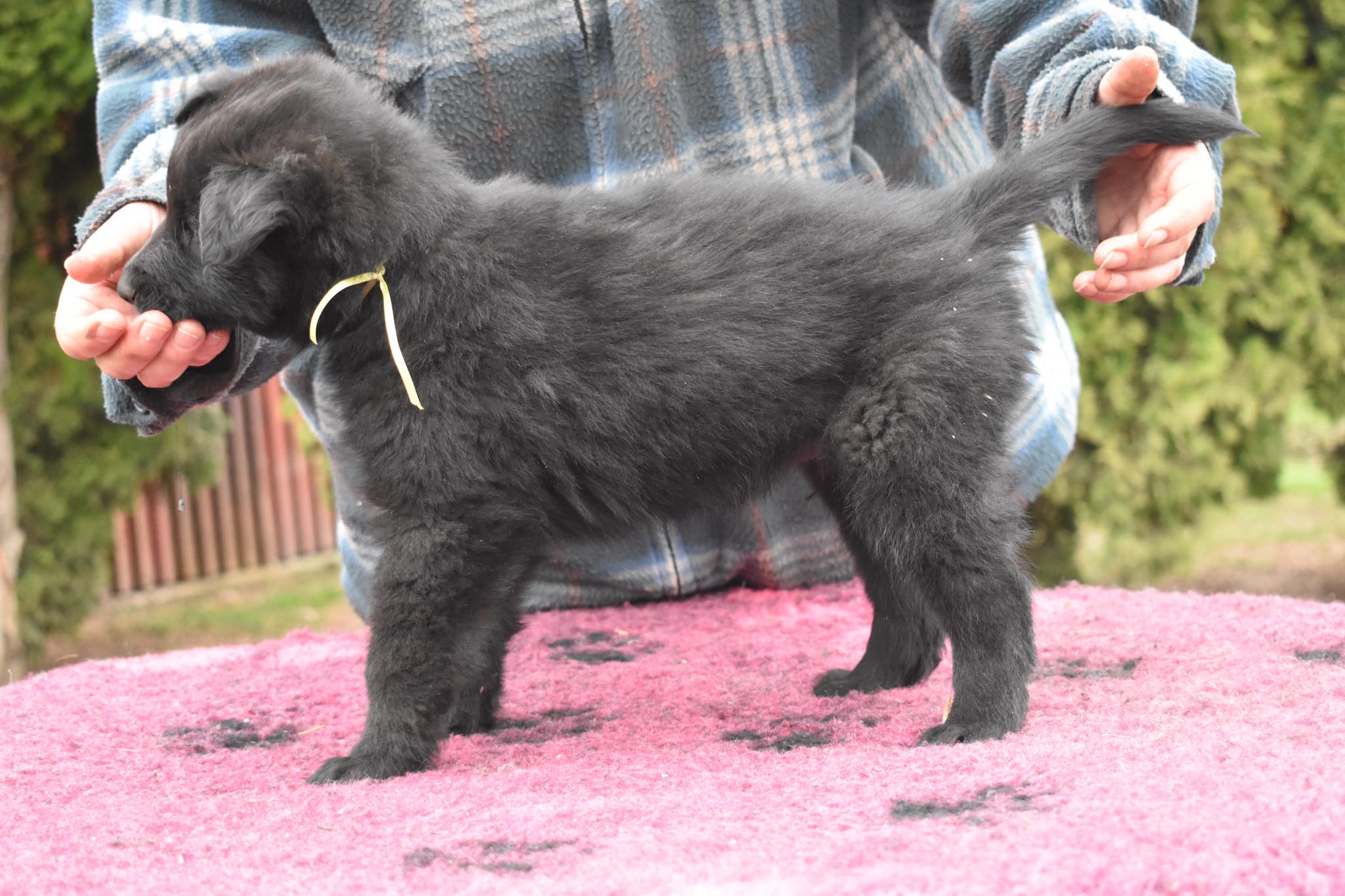 6 weeks old 2