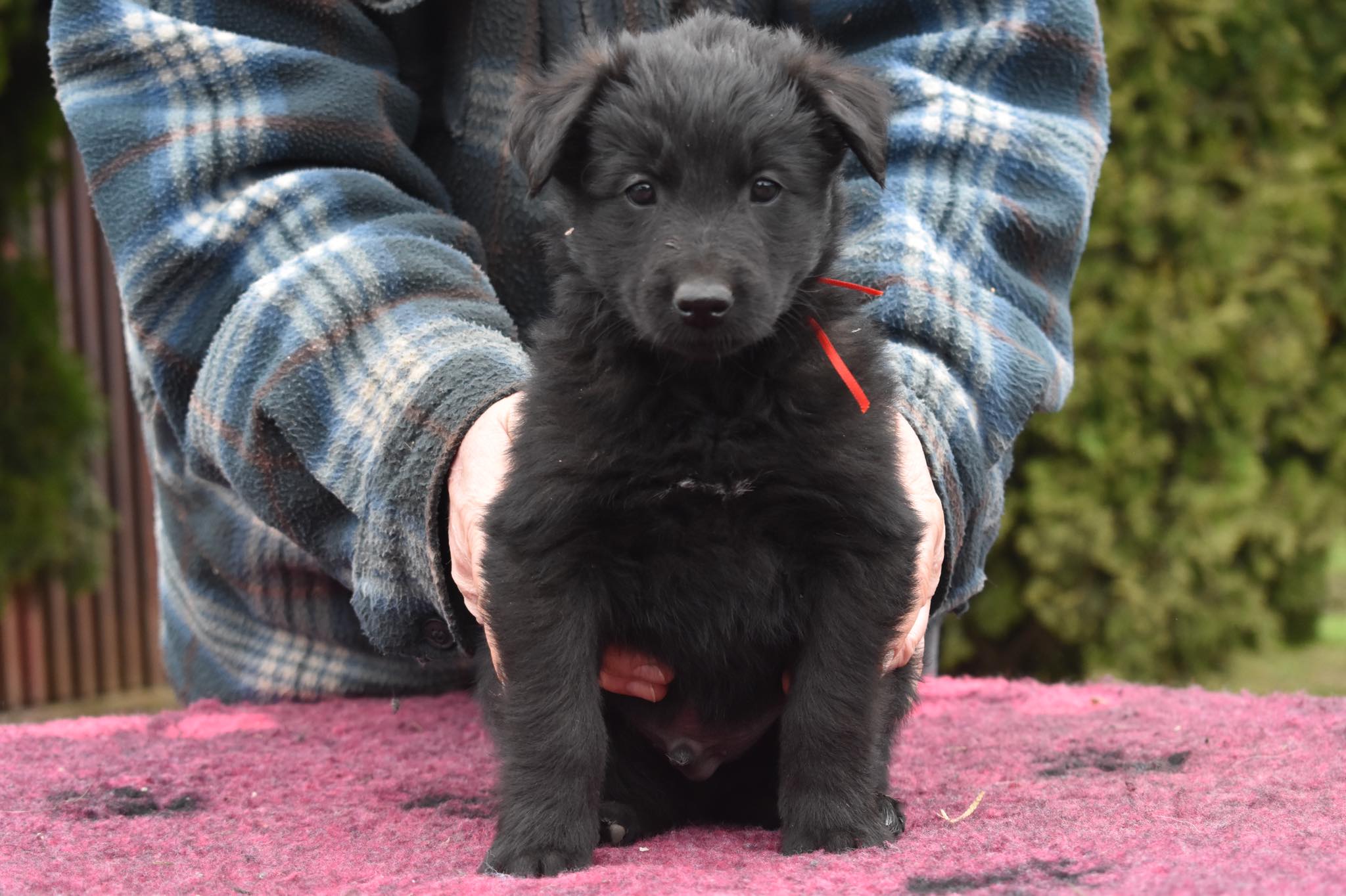 6 weeks old 4