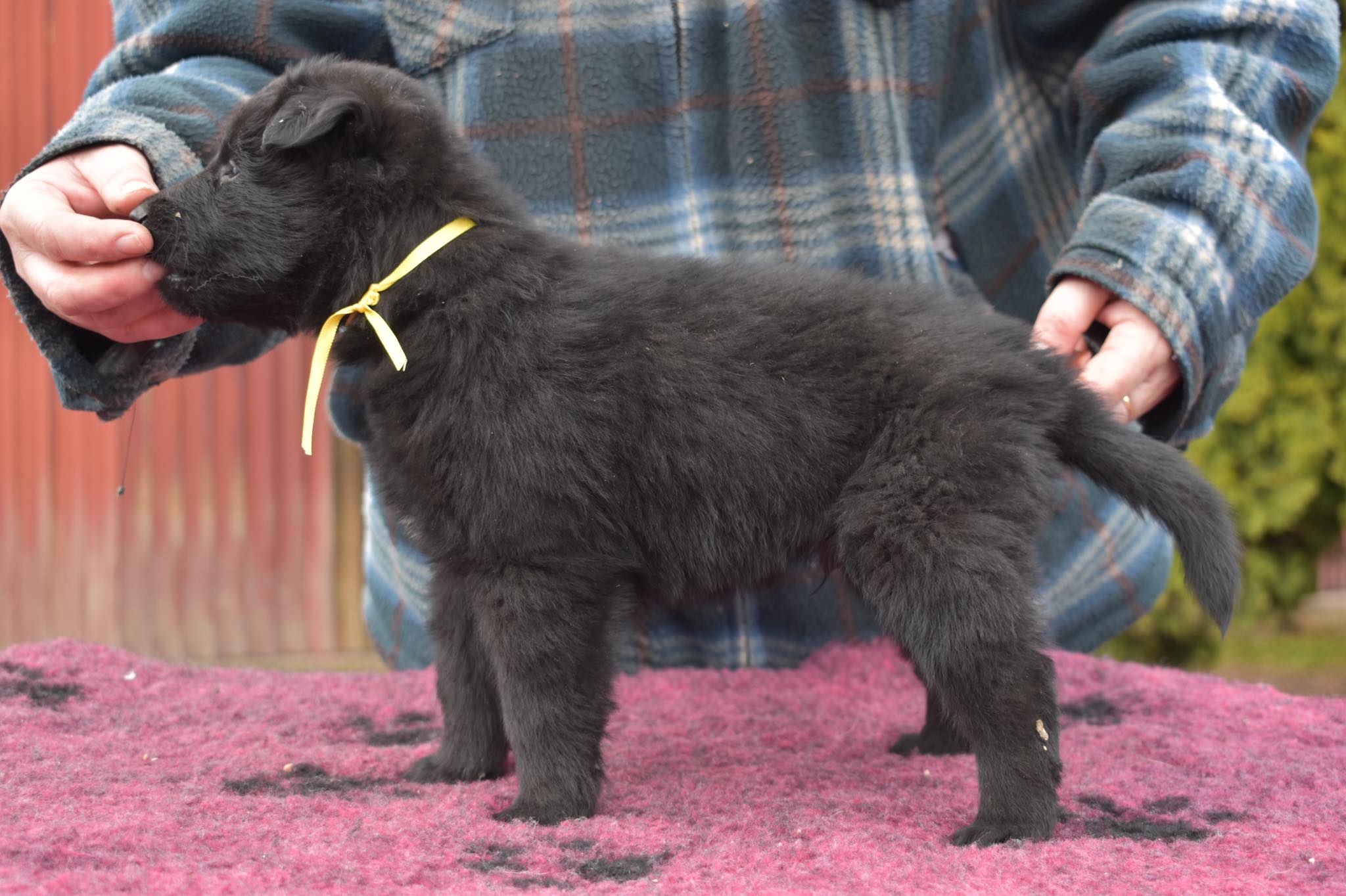 5 weeks old 1