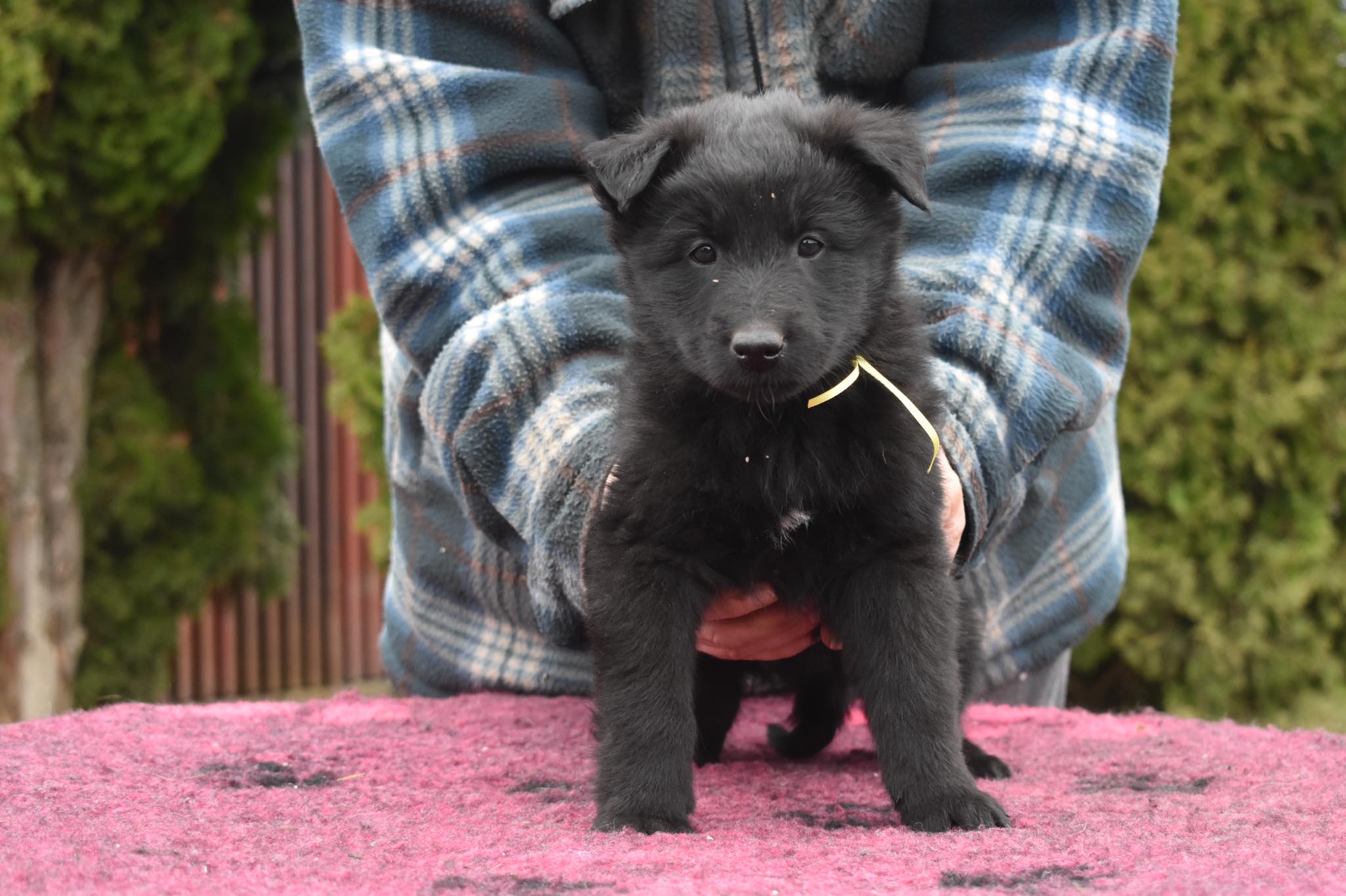 6 weeks old 3