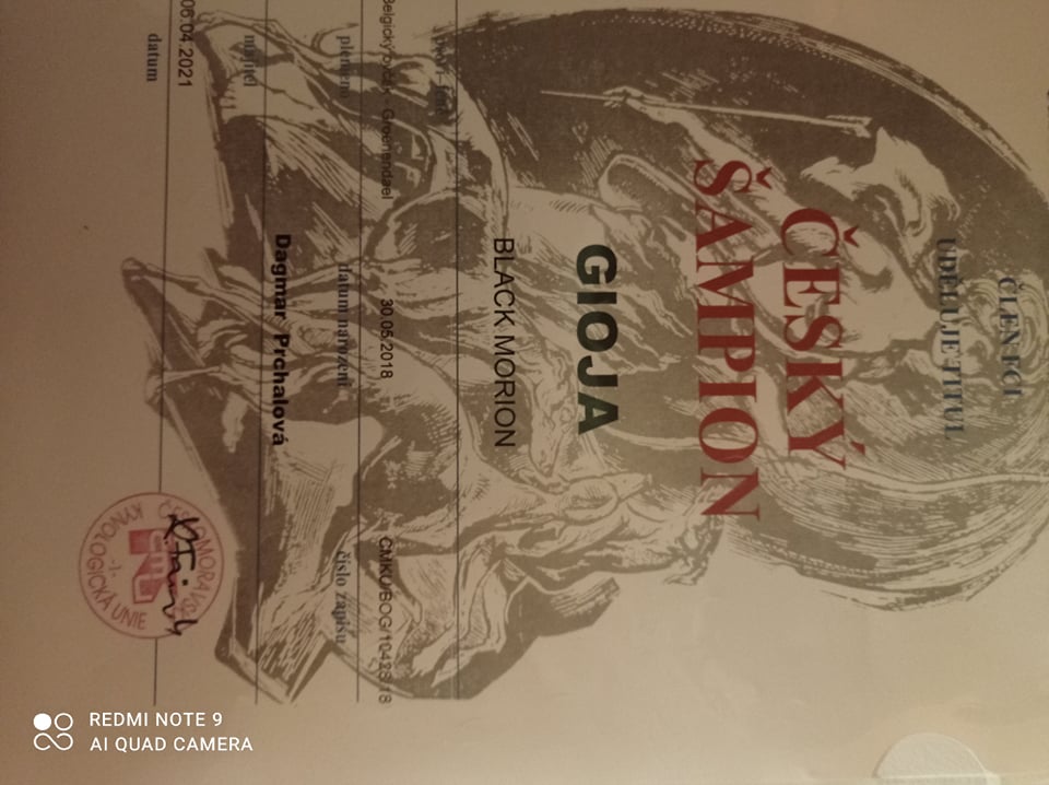 Gioja Black Morion - Czech Champion