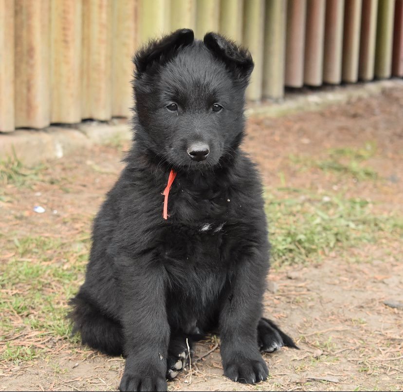 7.5 weeks old 1