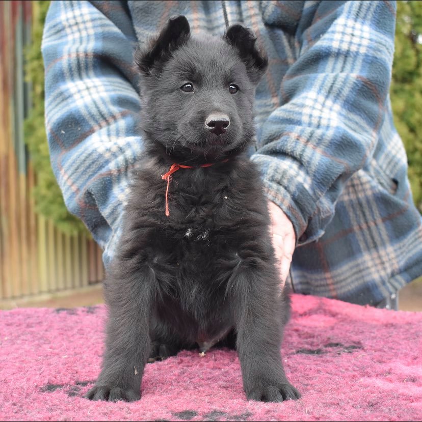 7.5 weeks old 2